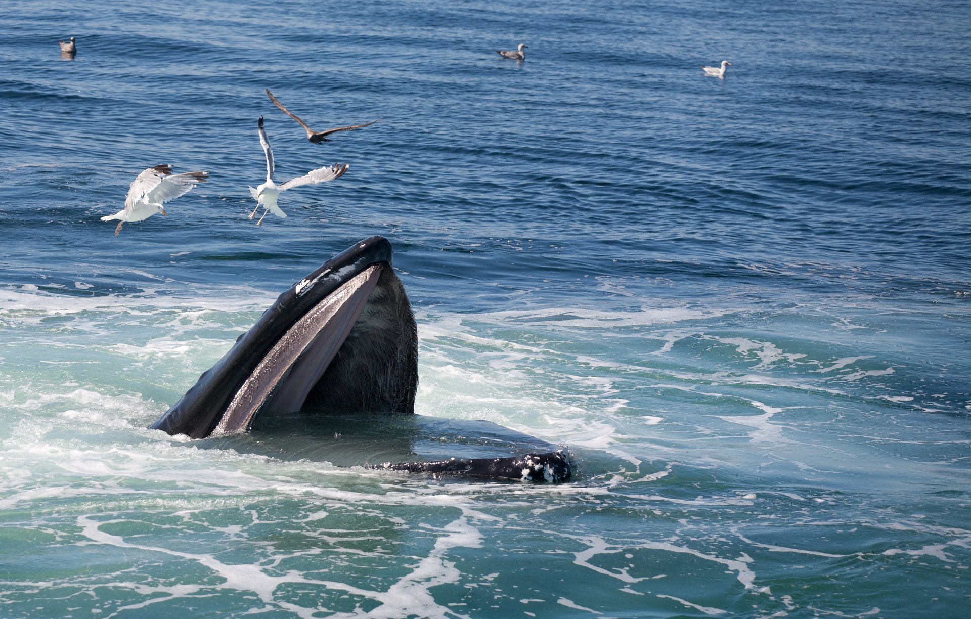 Observation des baleines