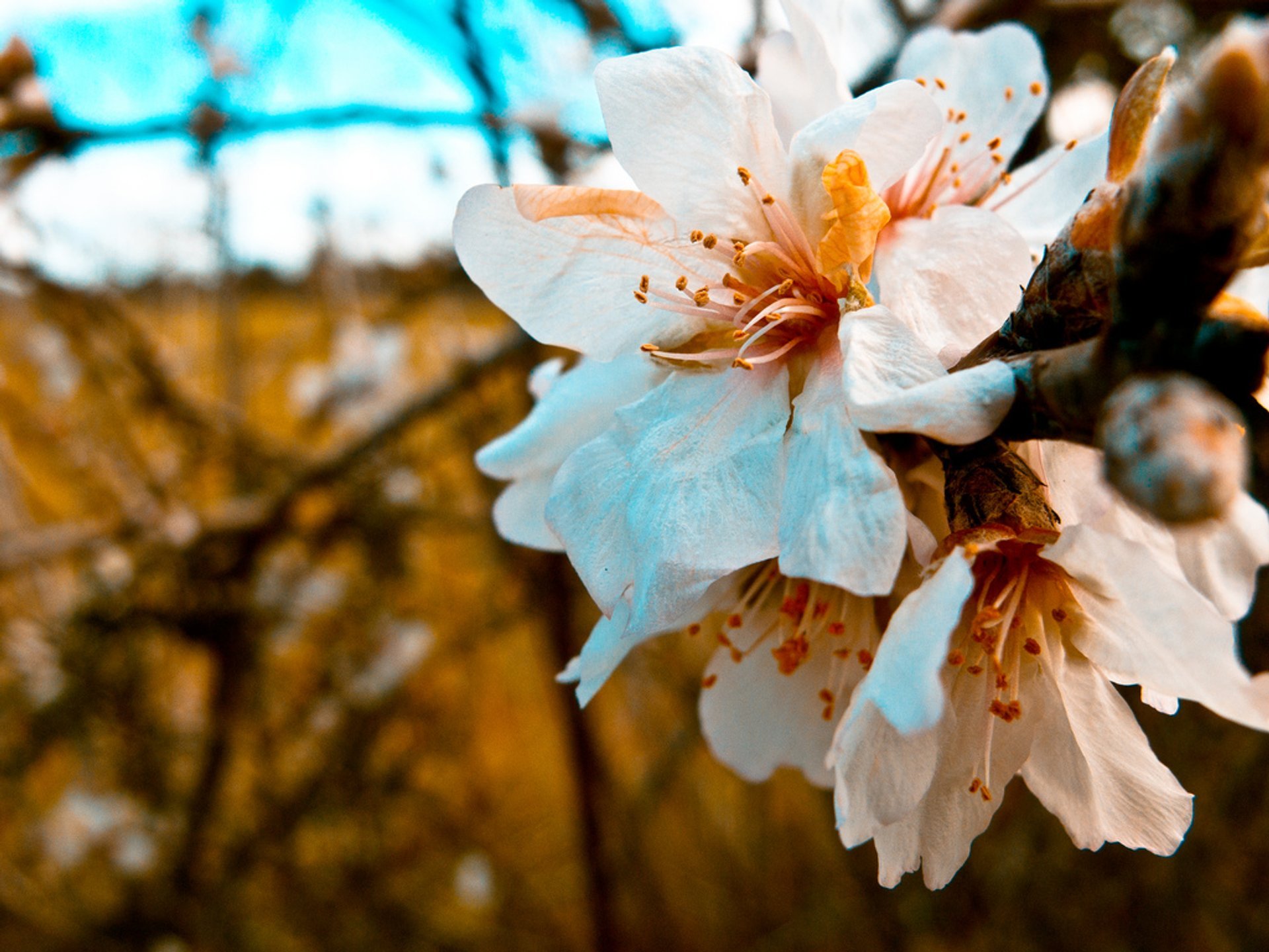 Almond Trees Blossom