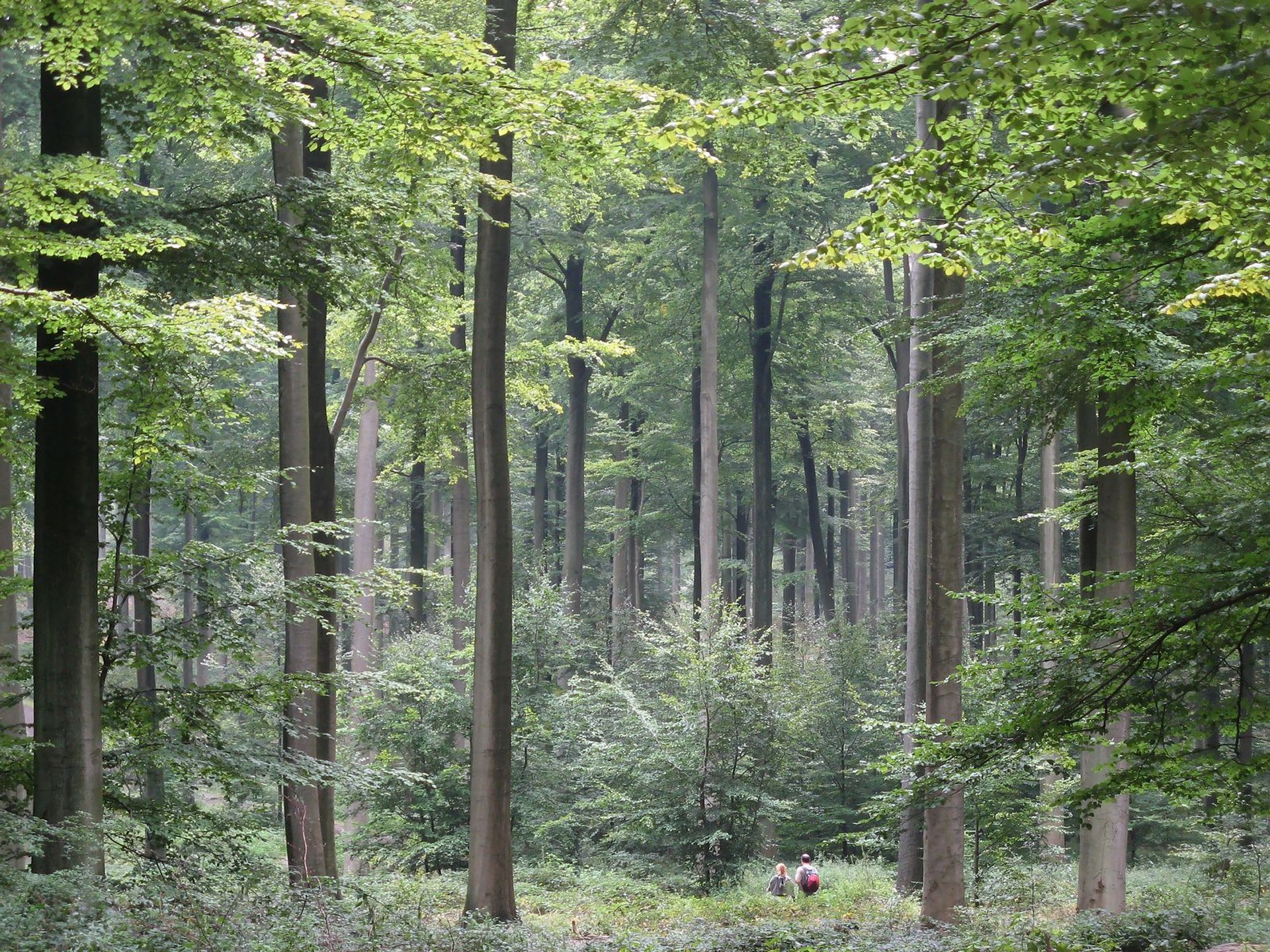 Bosque Soniano (Zoniënwoud)