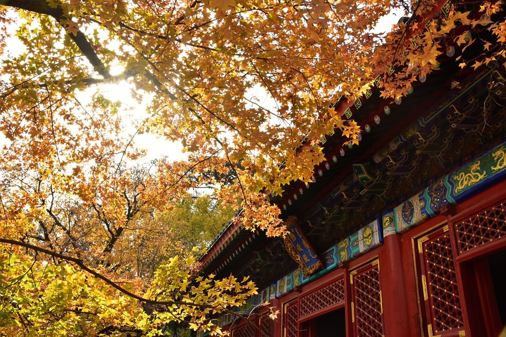 Festival des feuilles rouges à Fragrant Hill