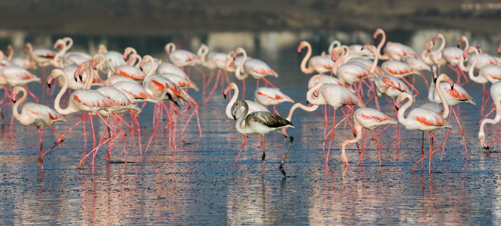 Phoenicopterus Roseus