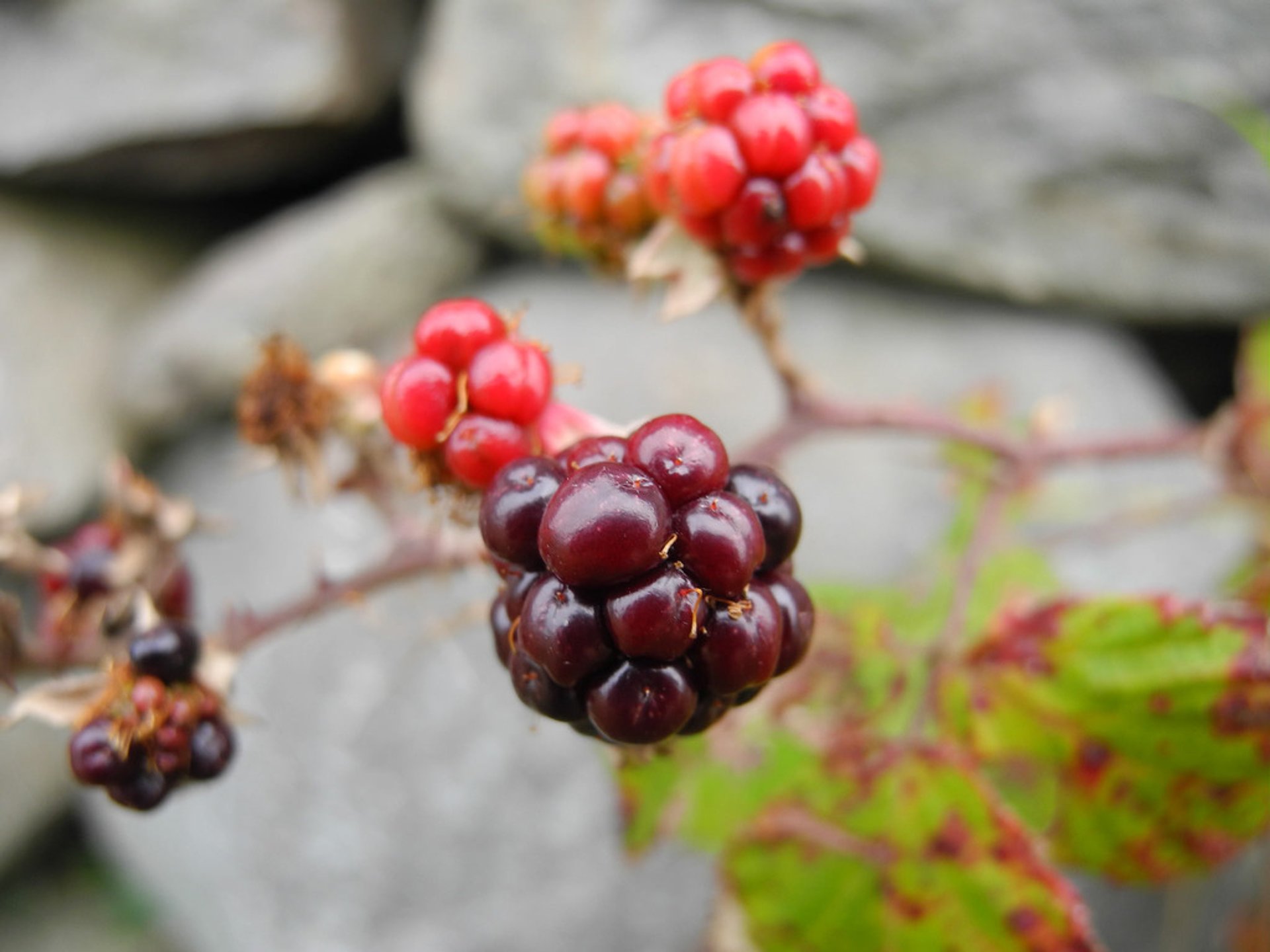 Stagione dei frutti di bosco