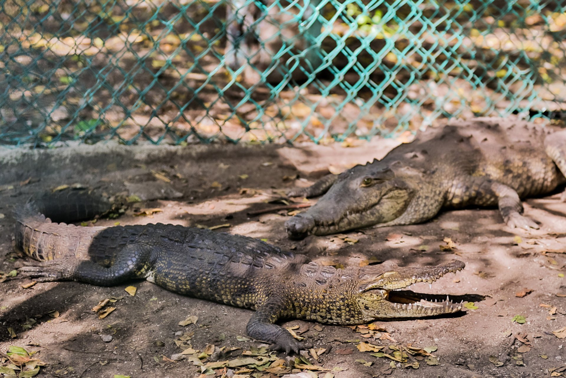 where to see crocodiles in cancun