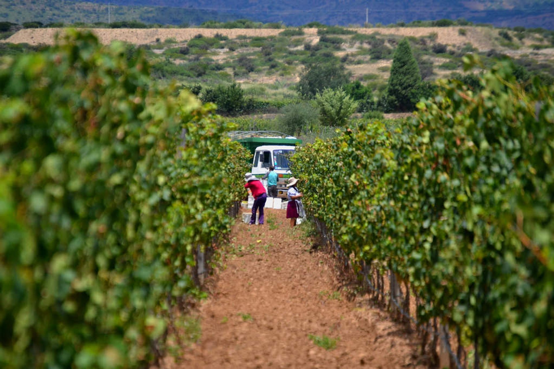 Grape Harvest