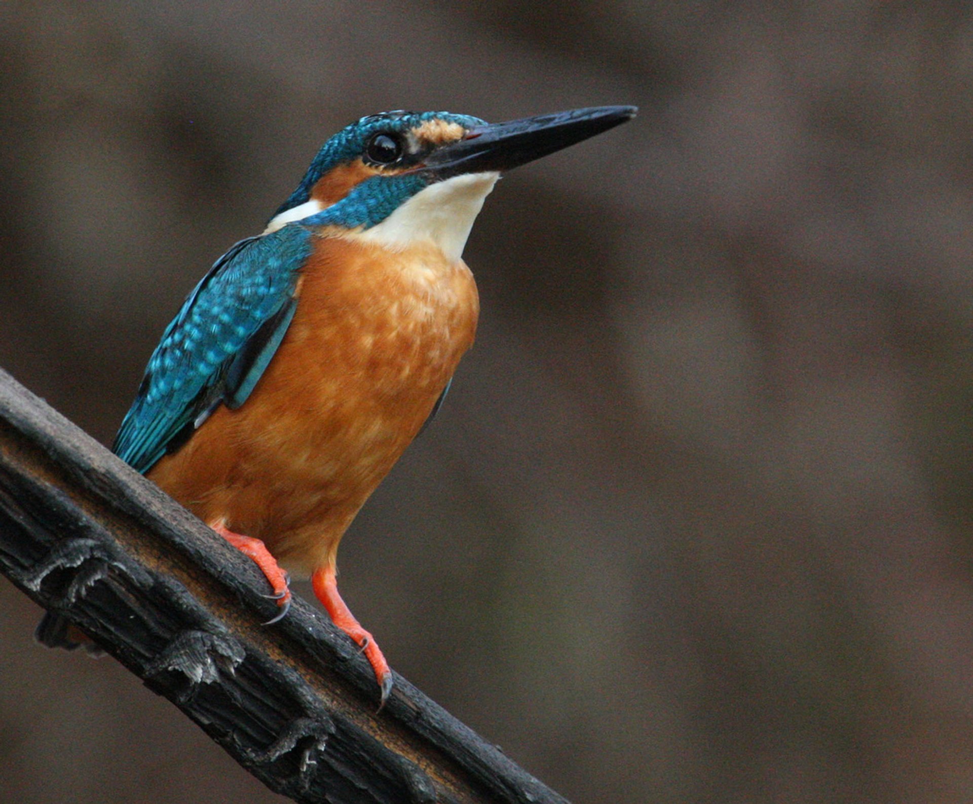 Observation des oiseaux