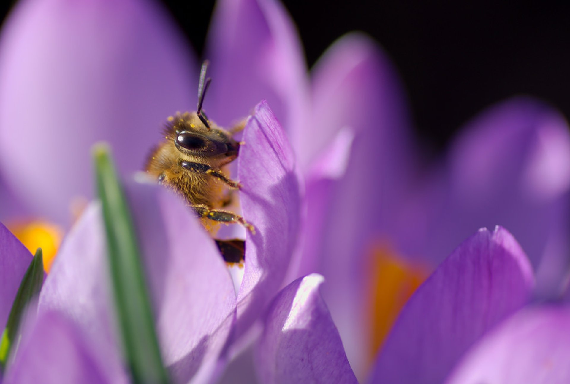 Crocus en fleurs au château de Rosenborg