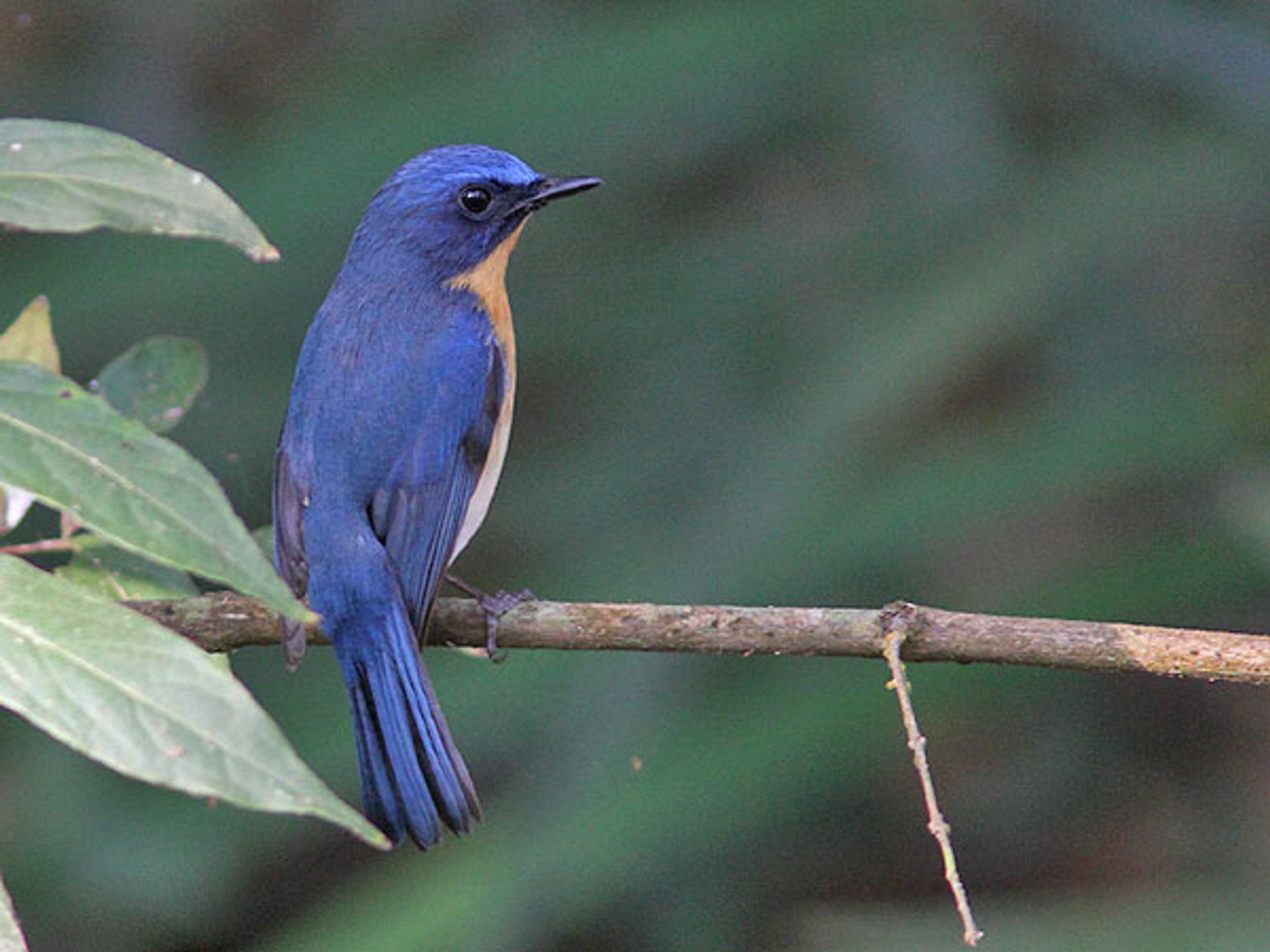 Vogelbeobachtung