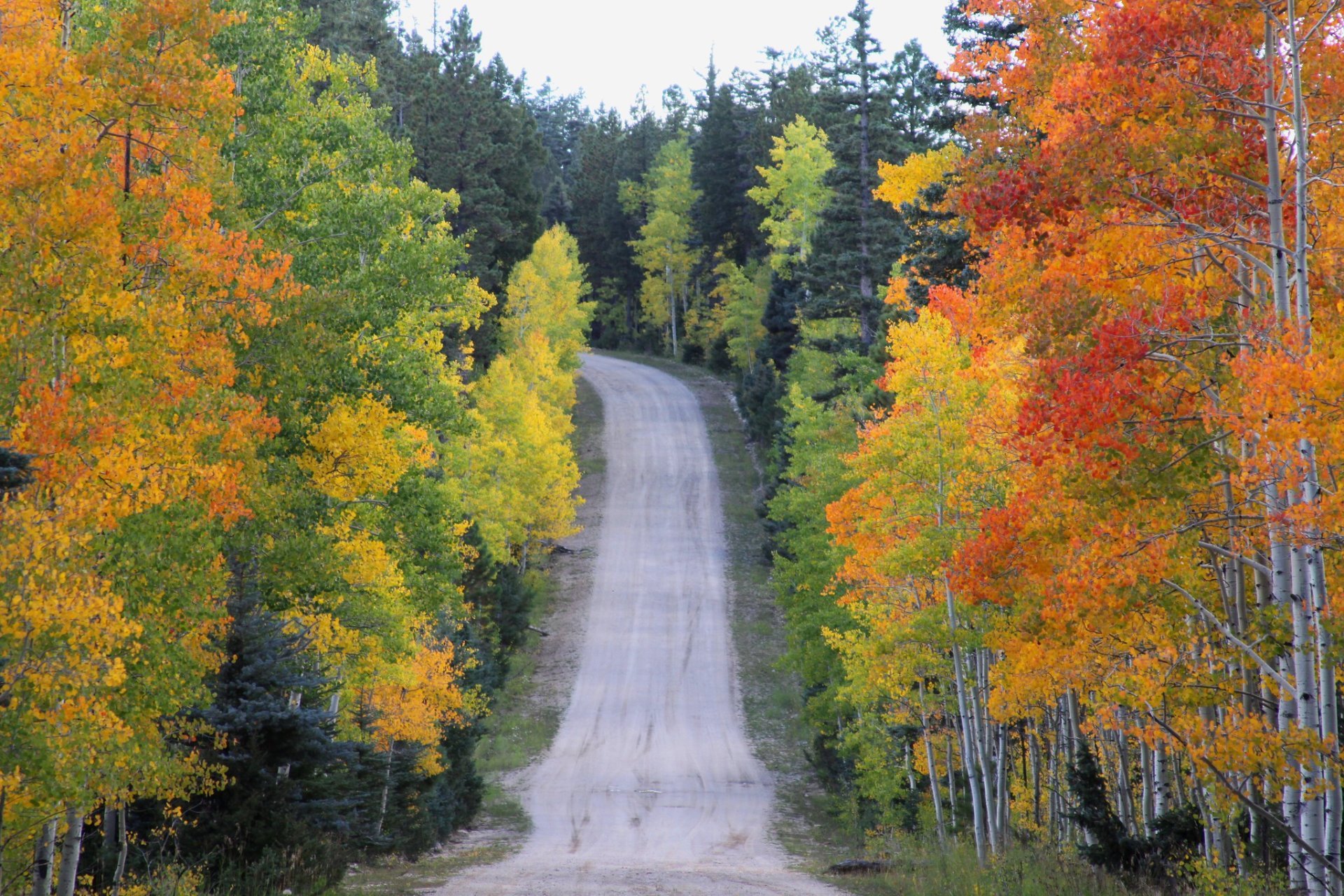 Herbst Belaubung