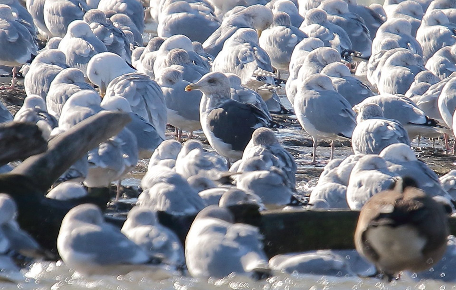 Aves de invierno