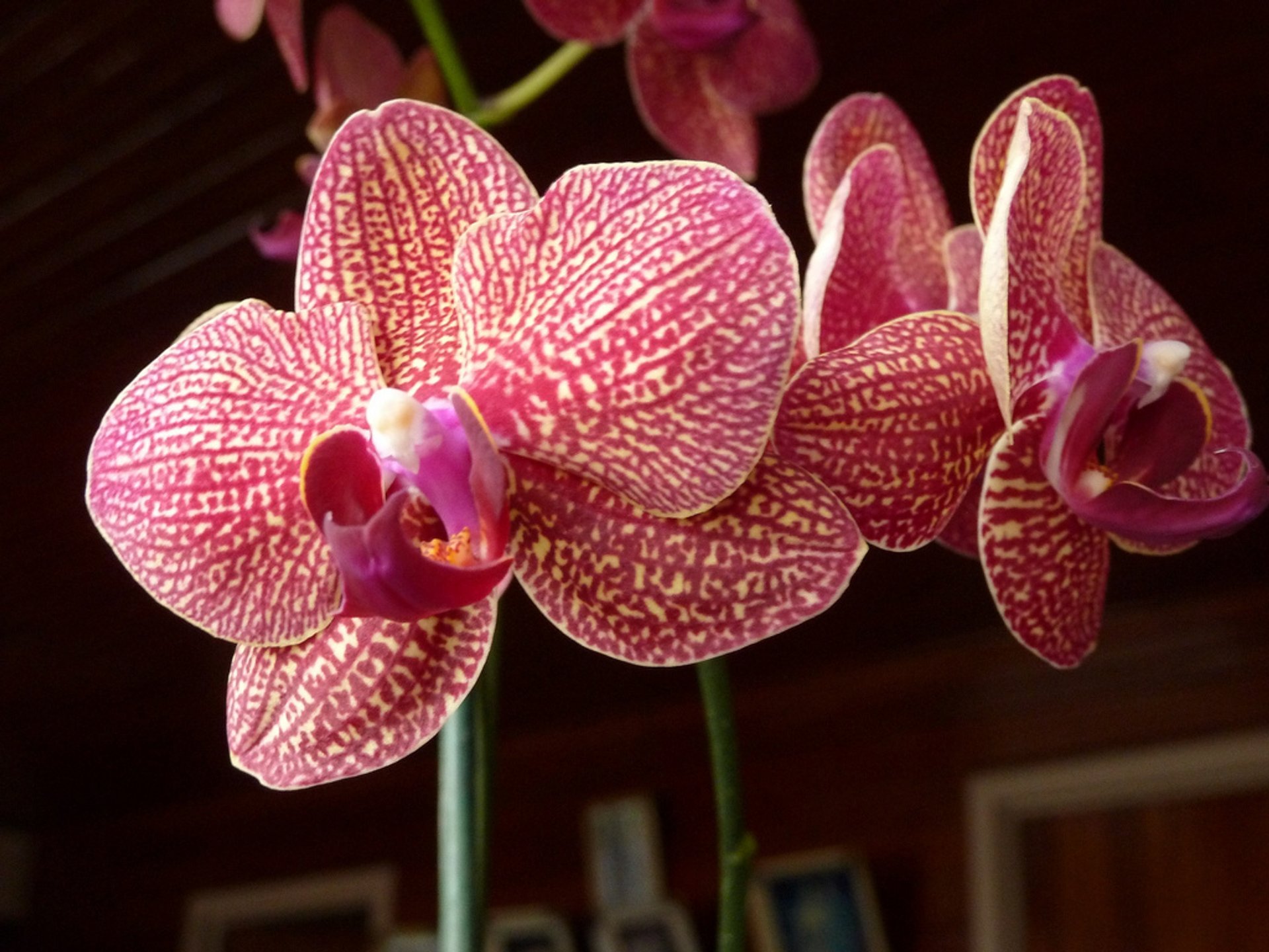 Orchids in Costa Rica 2020 - Best Time