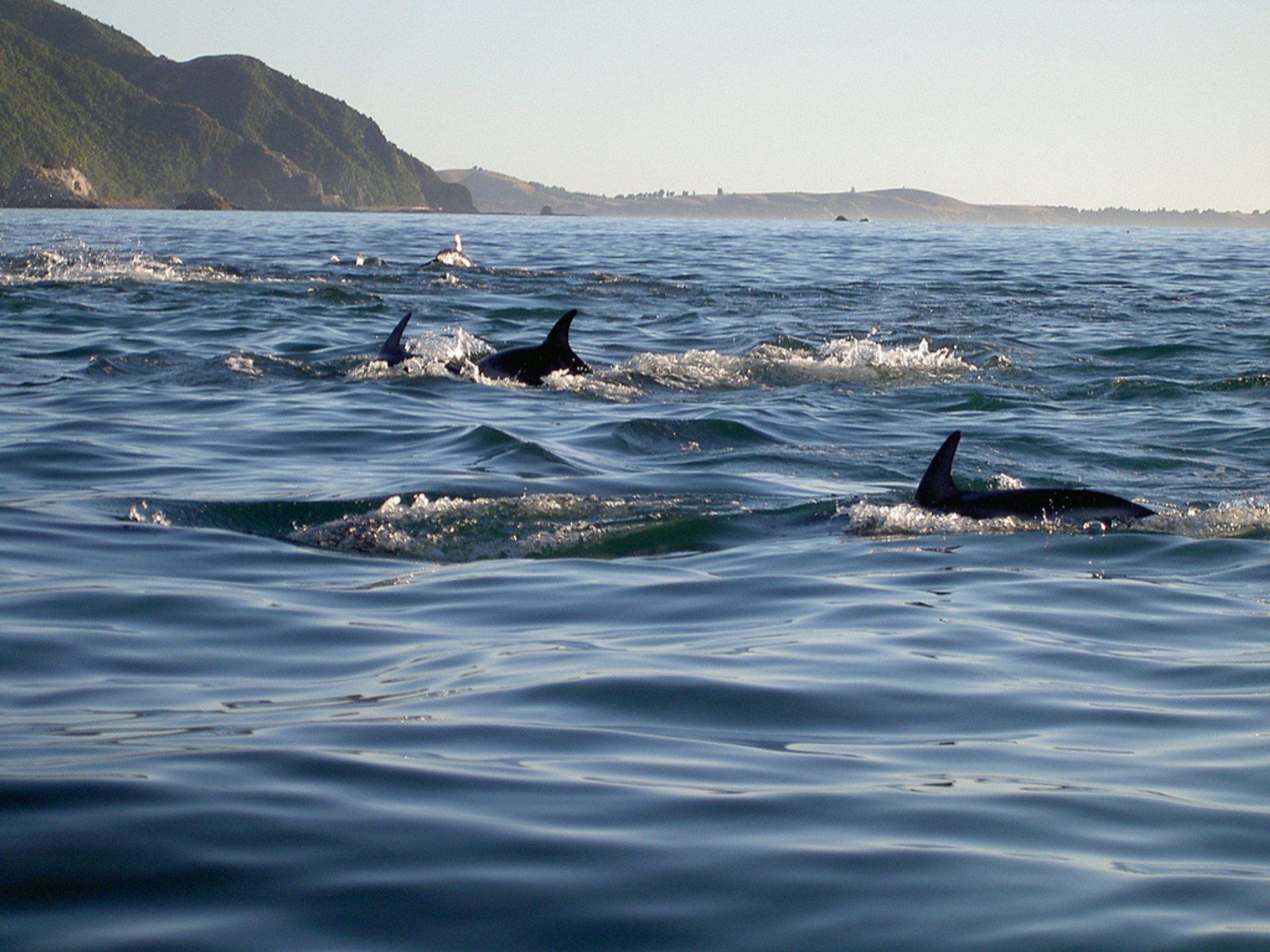 Encontro de Delfines