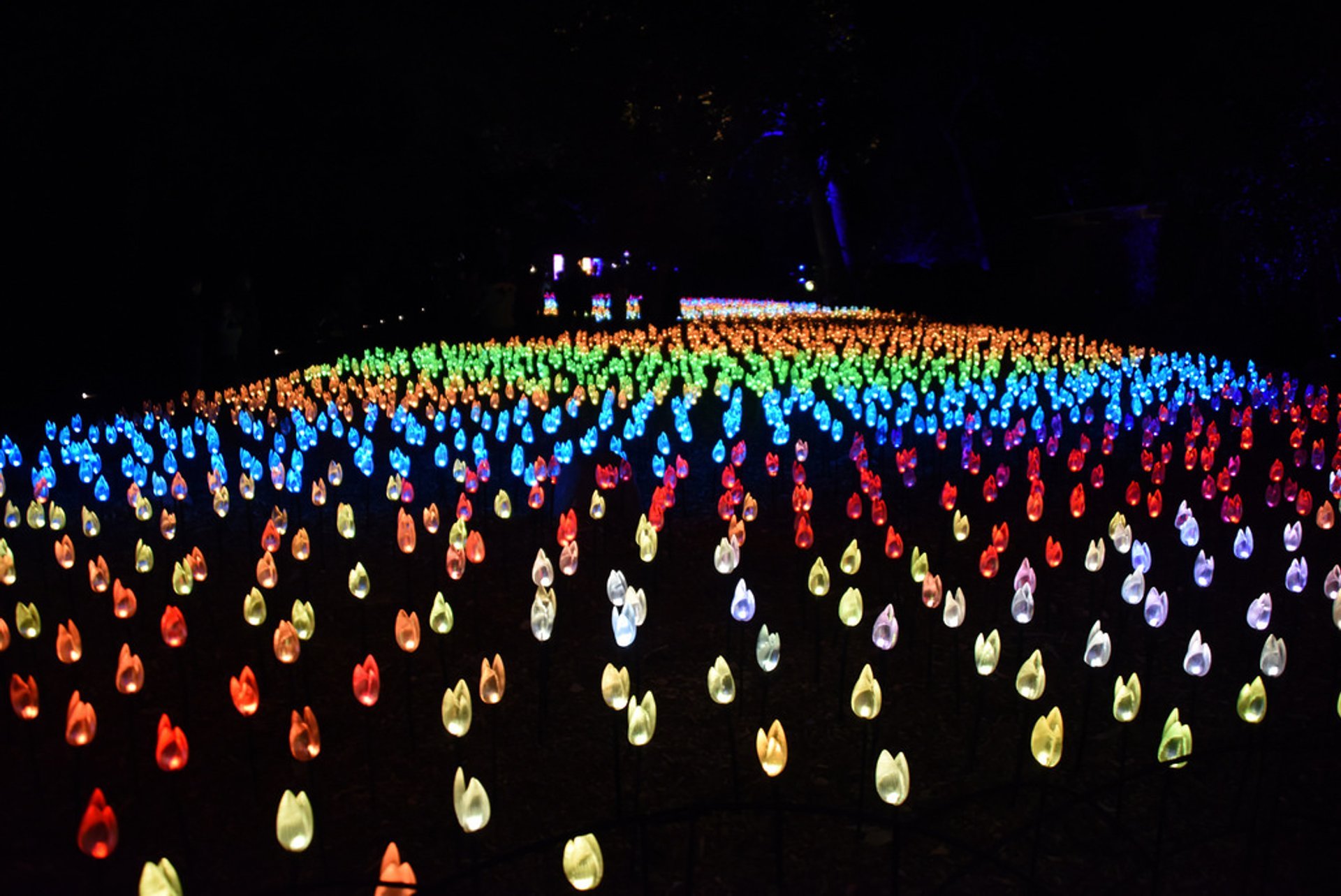 Enchanté: Forêt de lumière