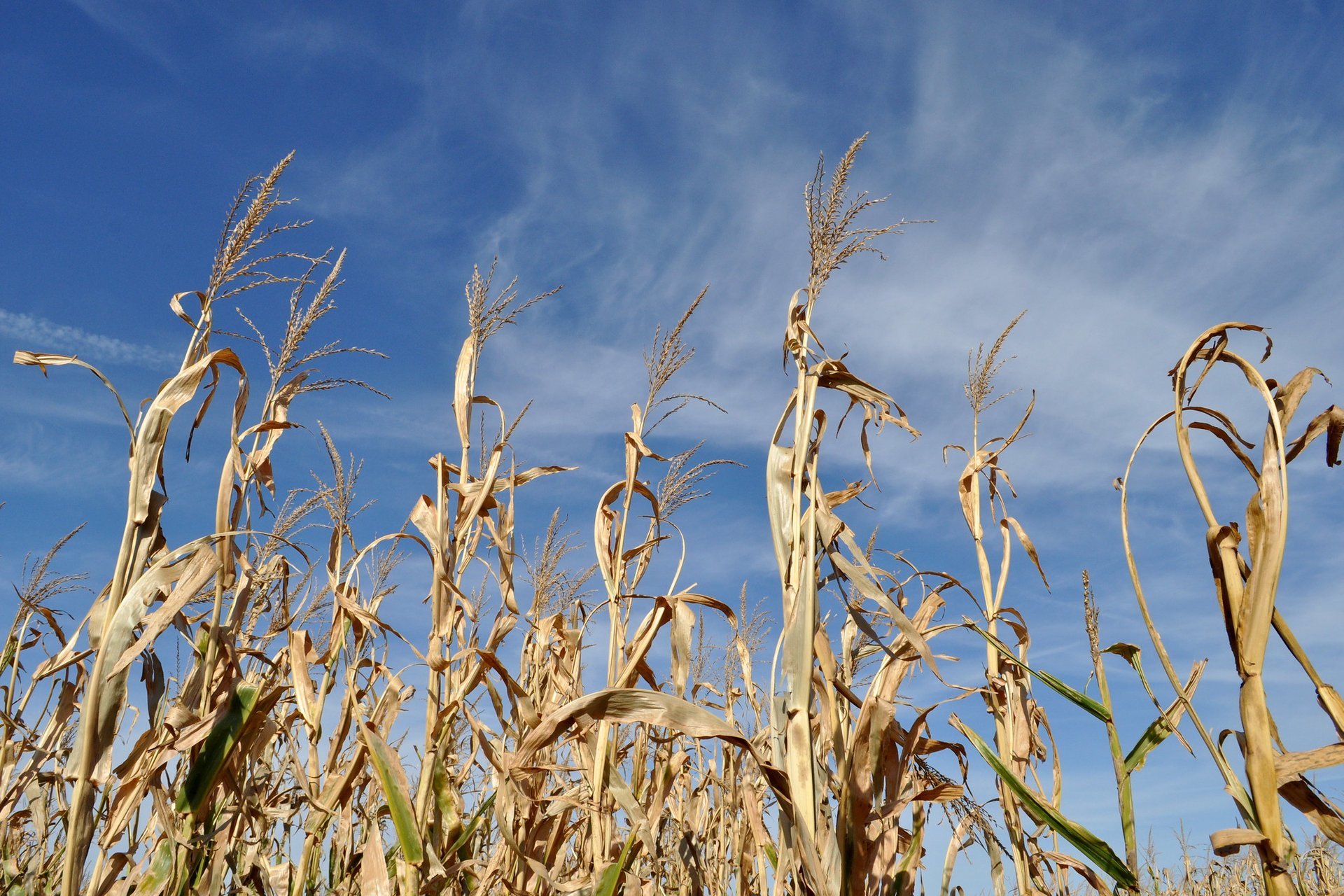 Richardson Adventure Farm Corn Maze in Illinois 2024 Rove.me