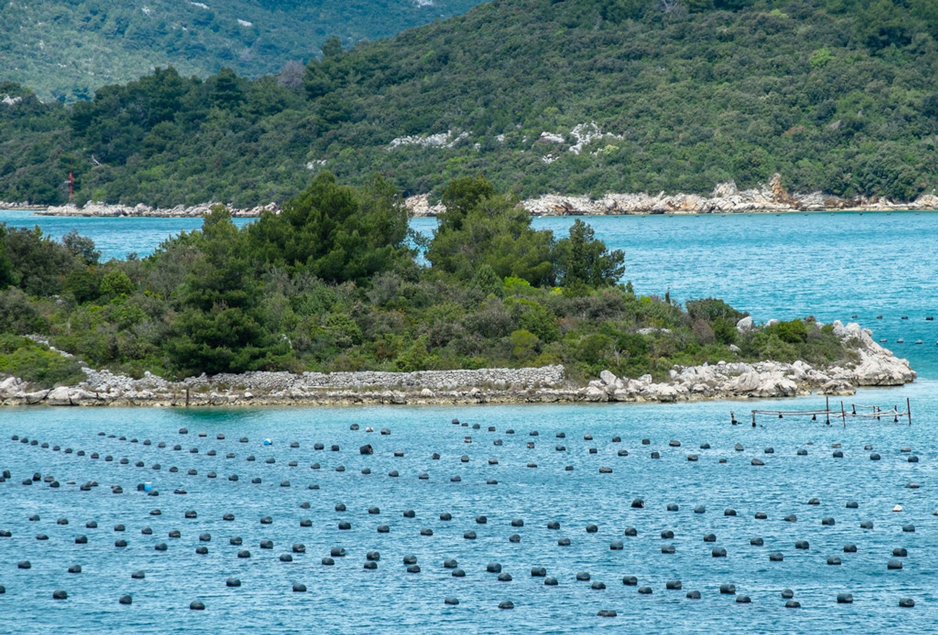 Oysters Season in Croatia 2024 Rove.me