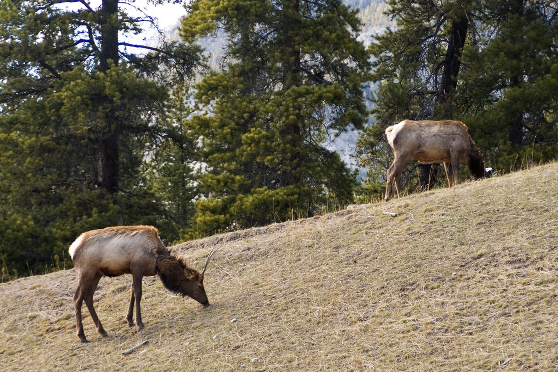 Vida selvagem no Parque Nacional Banff