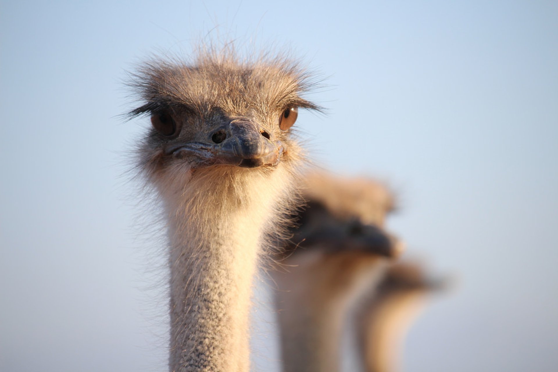 Óulos de avestruz de Oudtshoorn