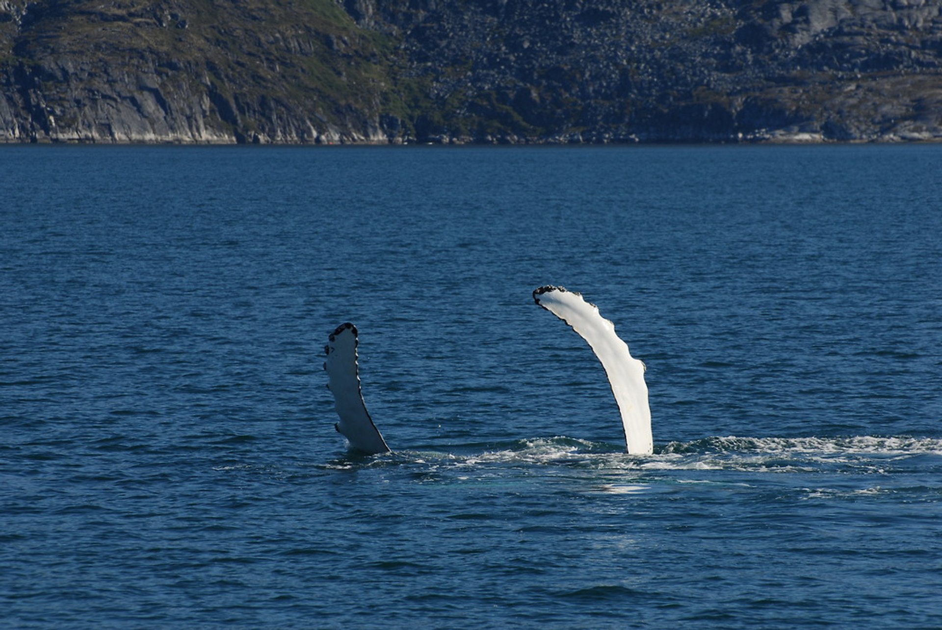 Whale watching (Osservazione delle balene)