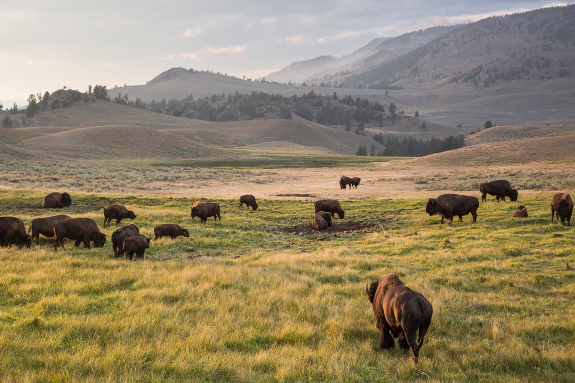 Saison de l'accouplement des bisons