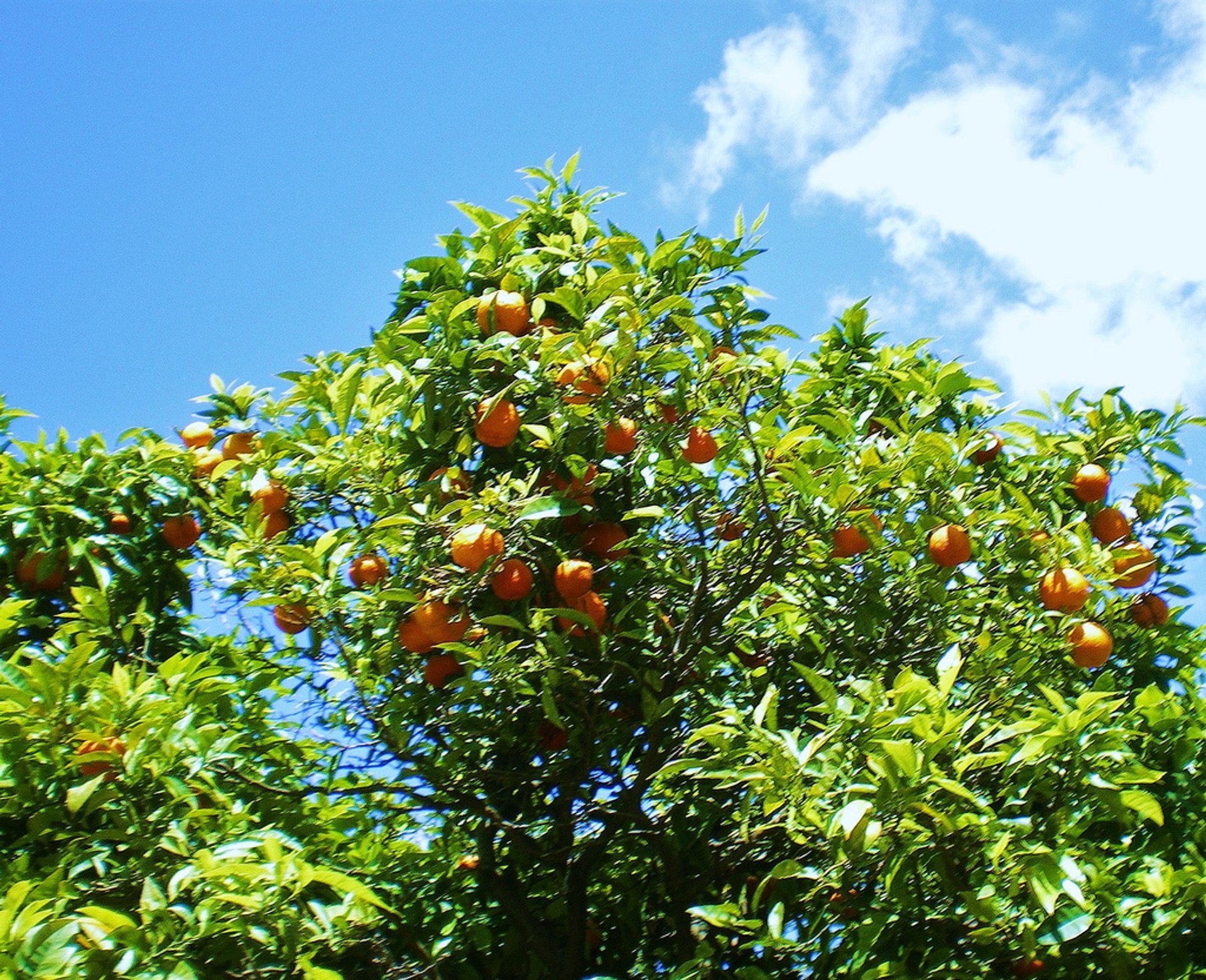 Récolte d'oranges