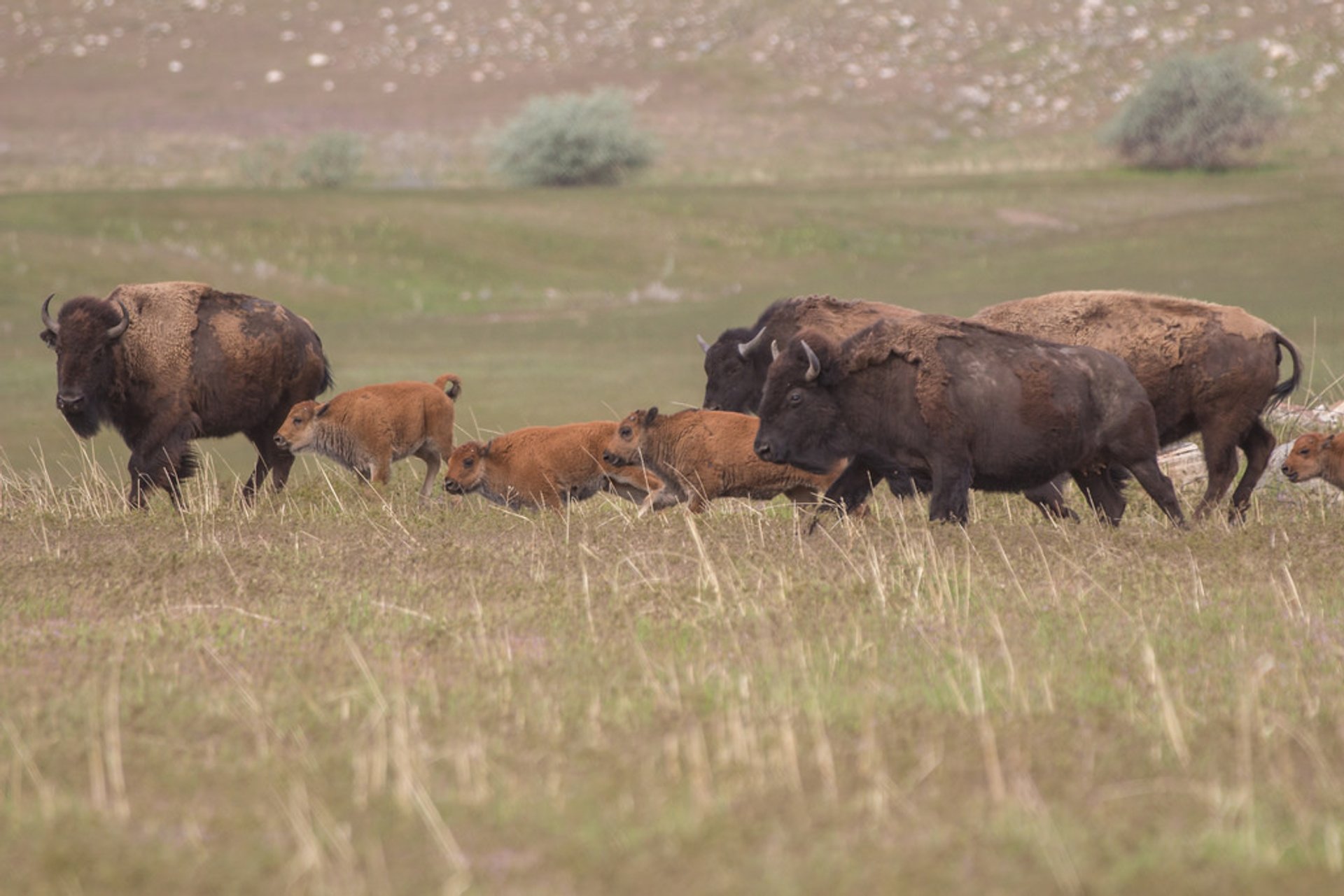 Bison beobachtung