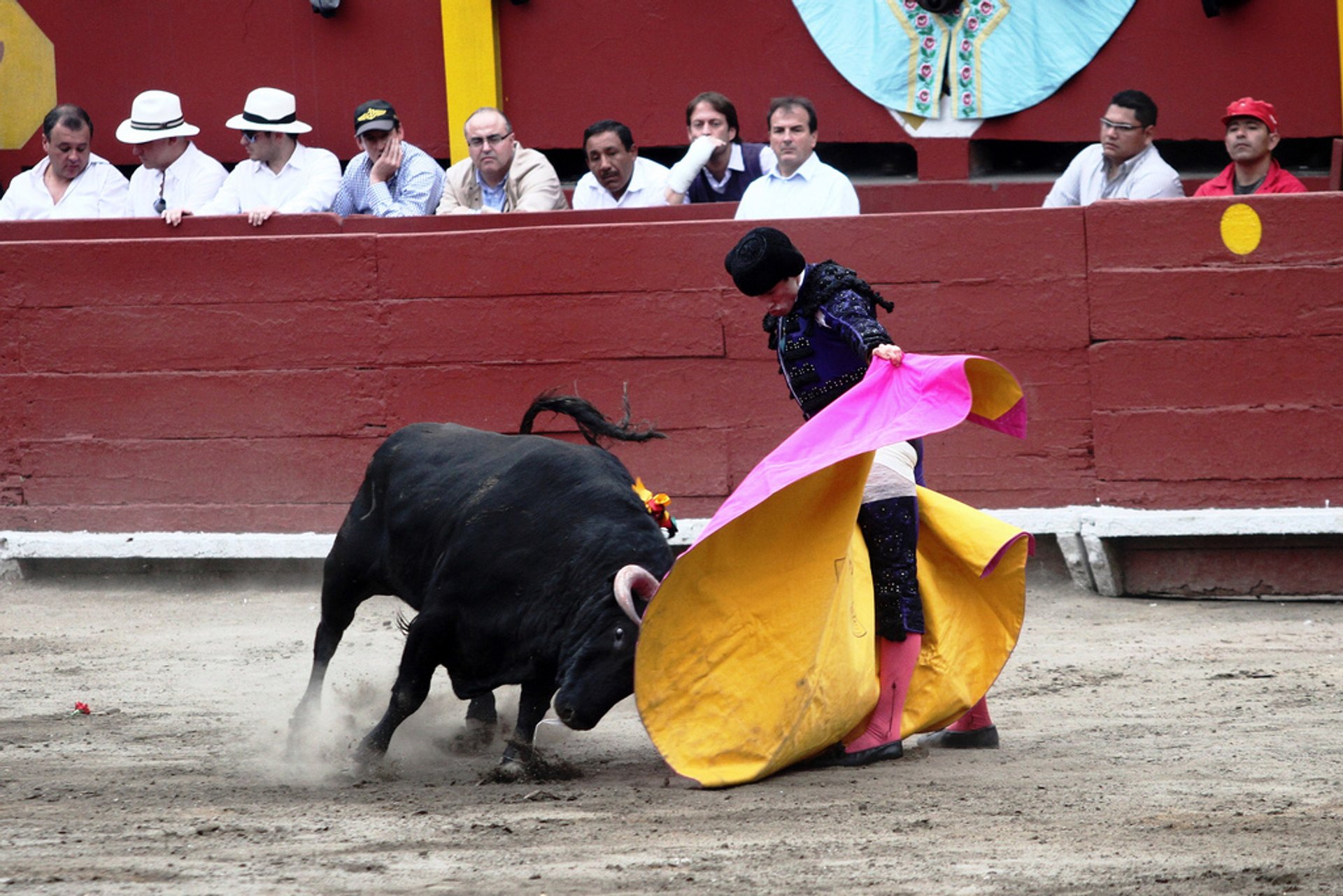 Saison de taureau à Lima