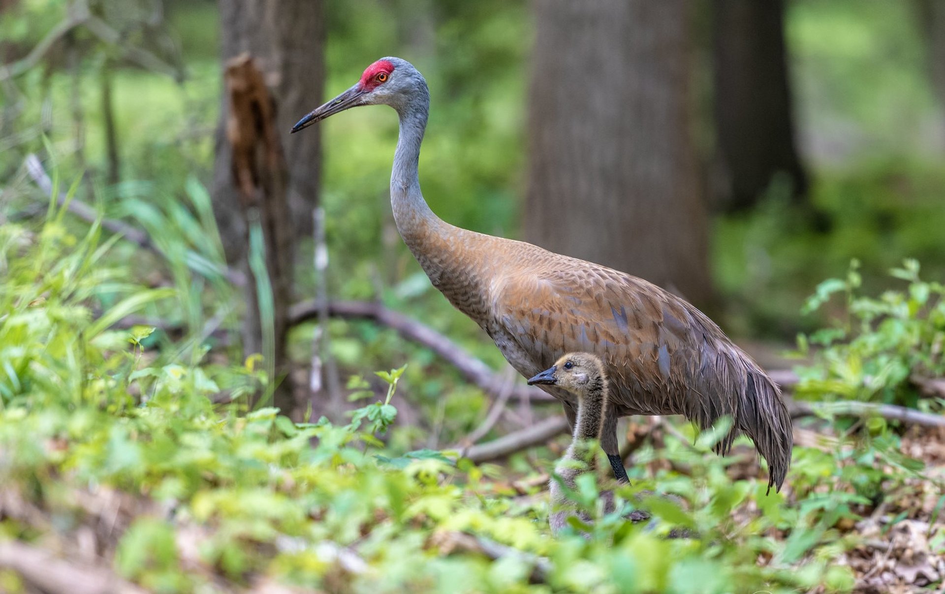 Migration de la grue du Canada