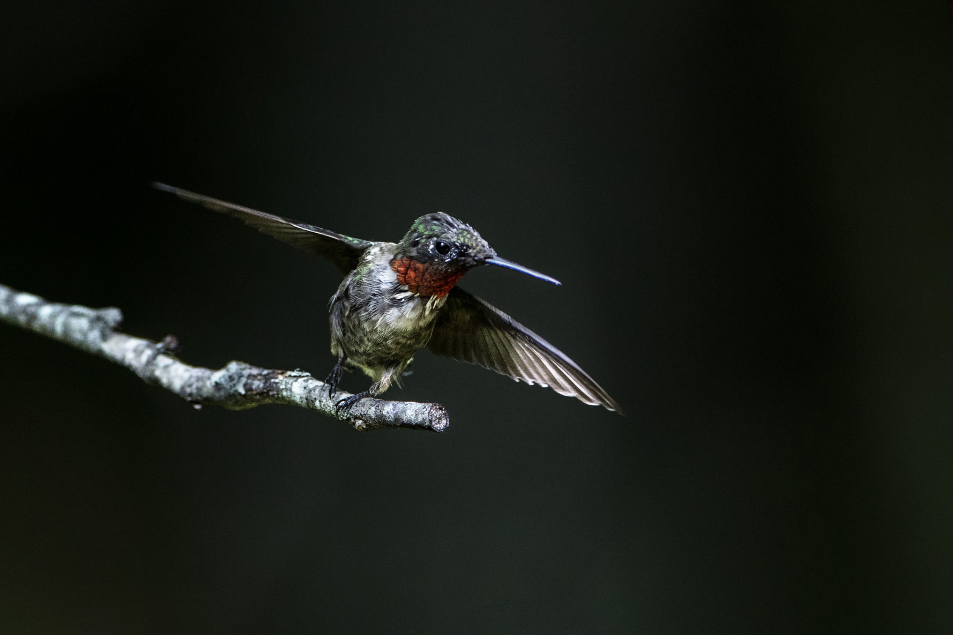 Hummingbirds in Maine 2024 Rove.me