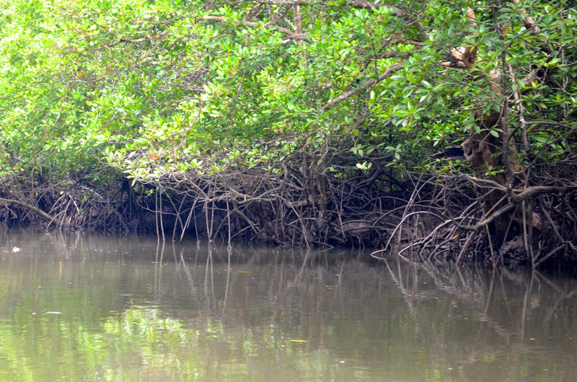 Foreste di mangrovi