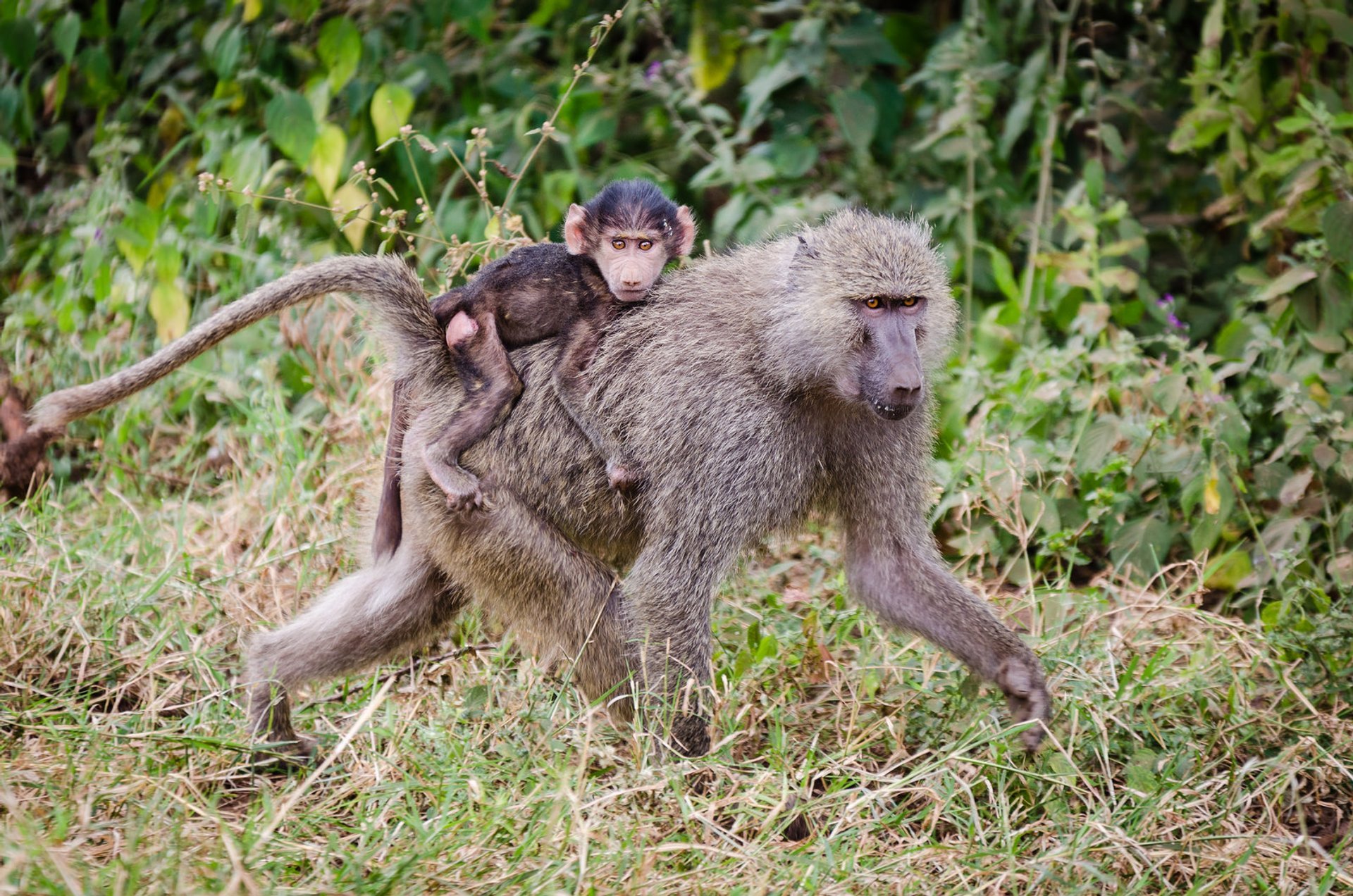 Baboon-Truppen