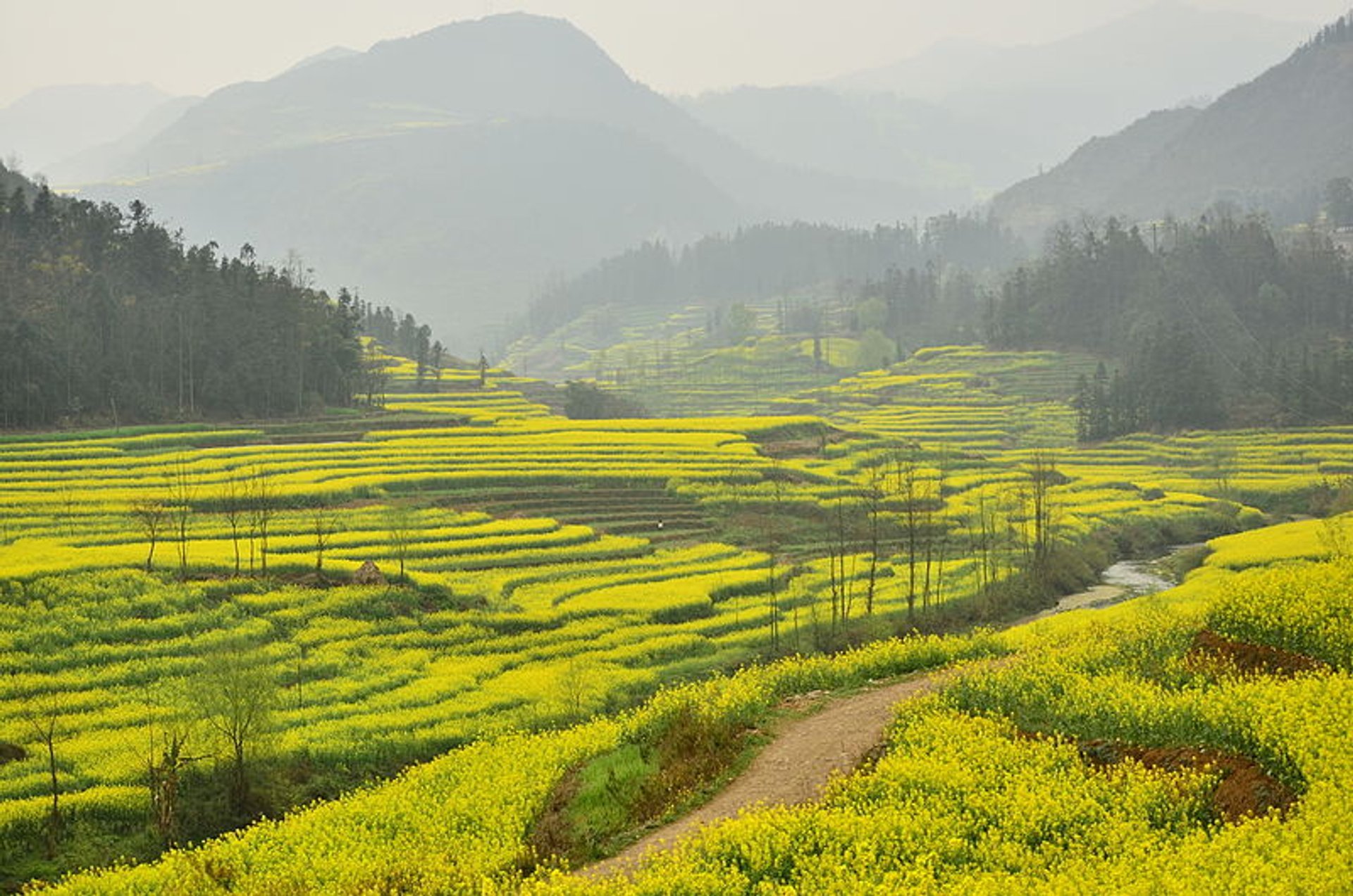 Campos de canola en Luoping