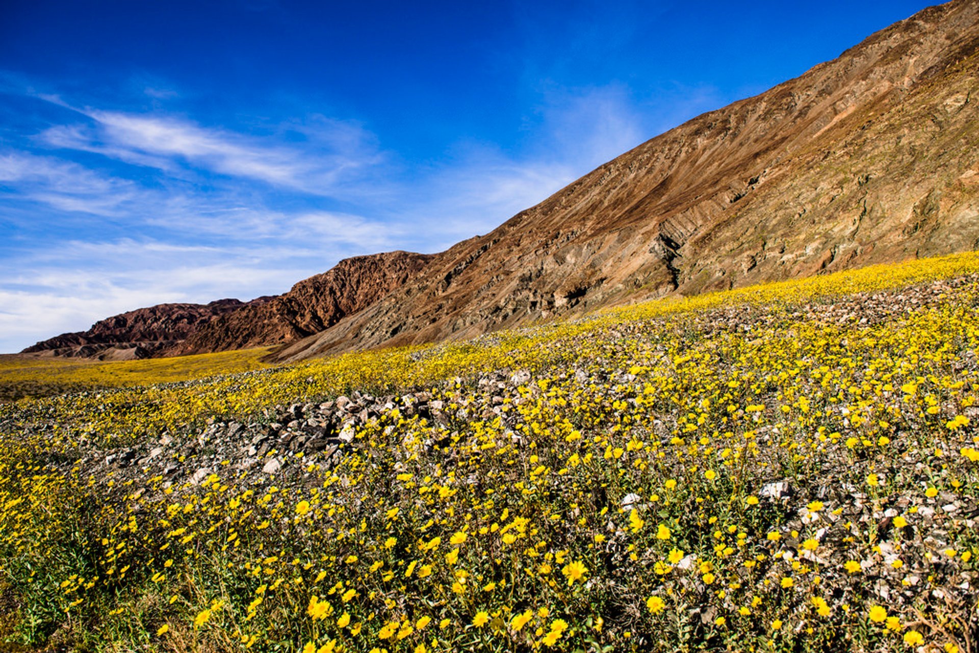 Best Time to See Death Valley Super Bloom 2022 When to See Rove.me