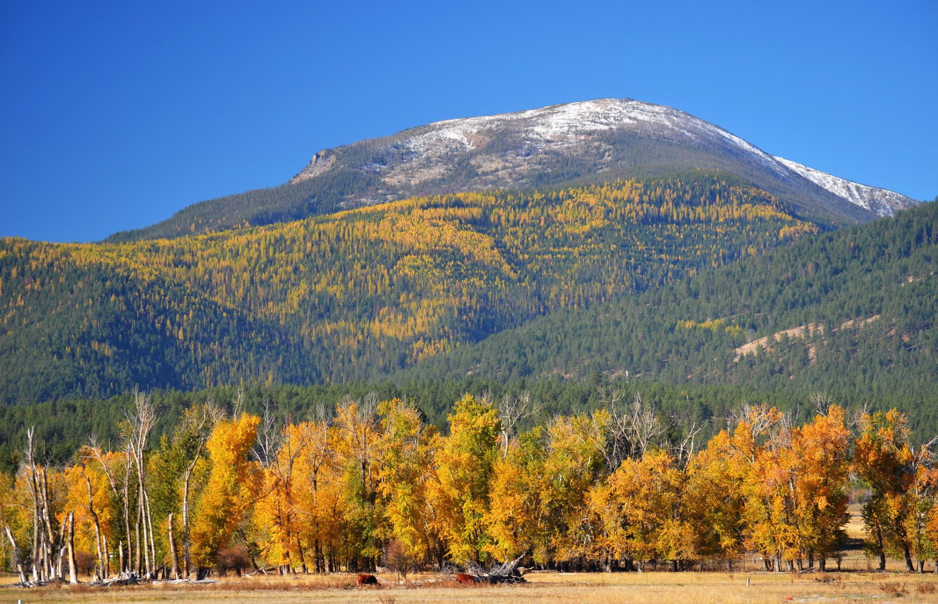 Cores de outono de Montana