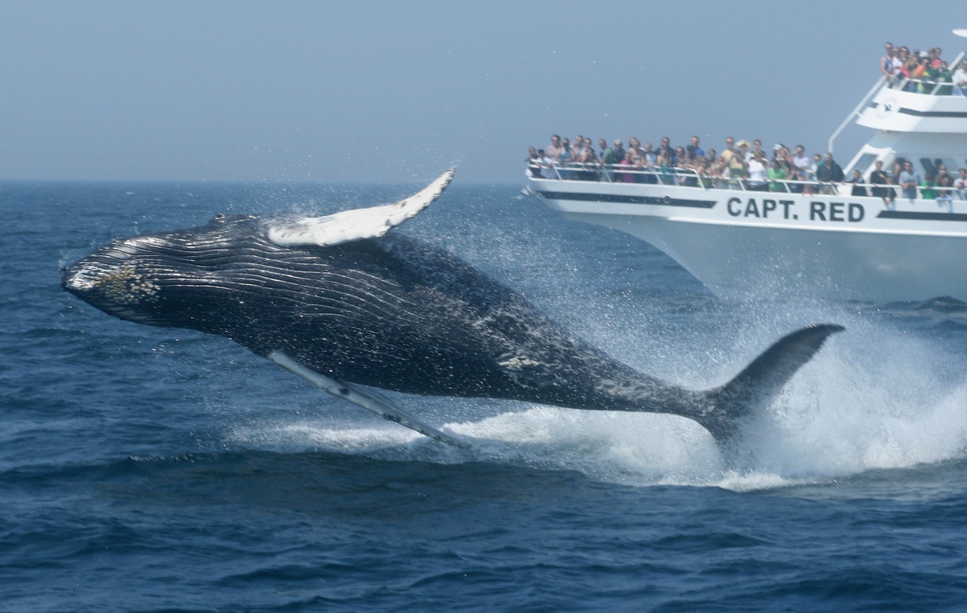 Whale Watching in Massachusetts 2022 - When to See - Rove.me