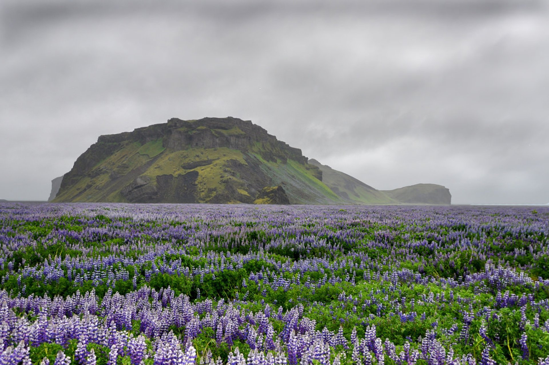 Lupine Blütezeit