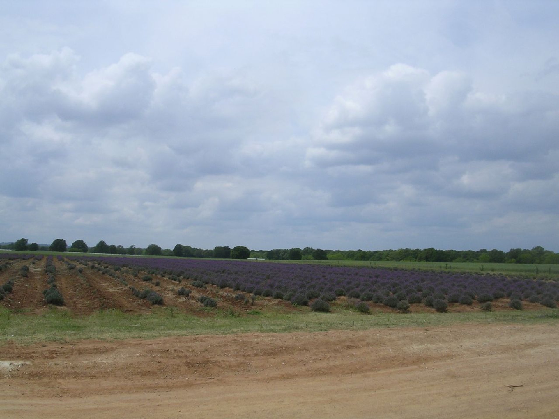 Caminhos de lavanda