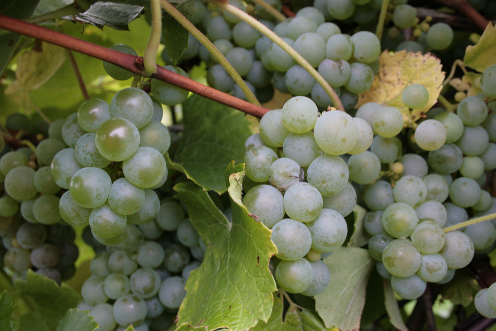 Festival du raisin de Naples