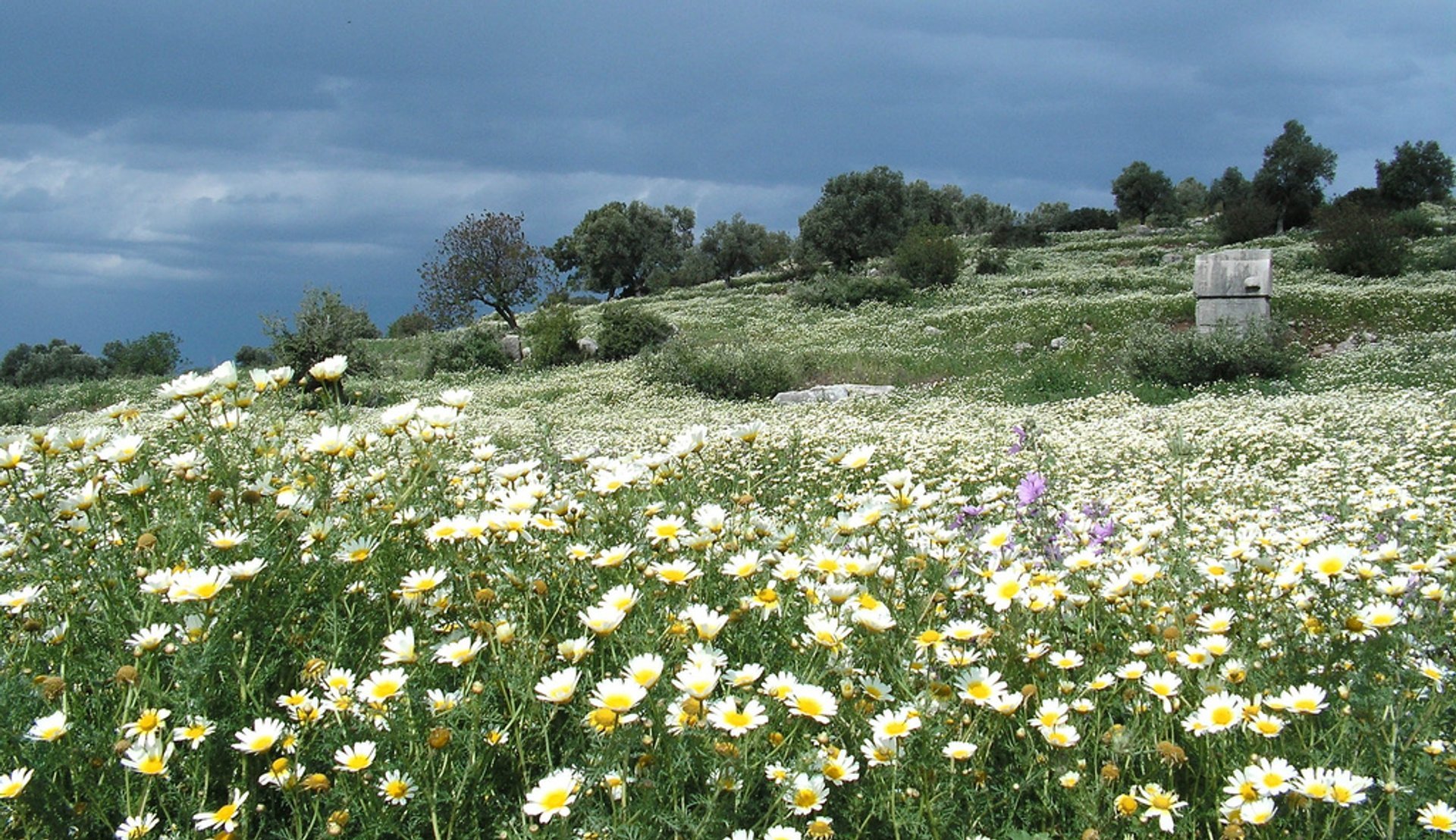 Wildblumen