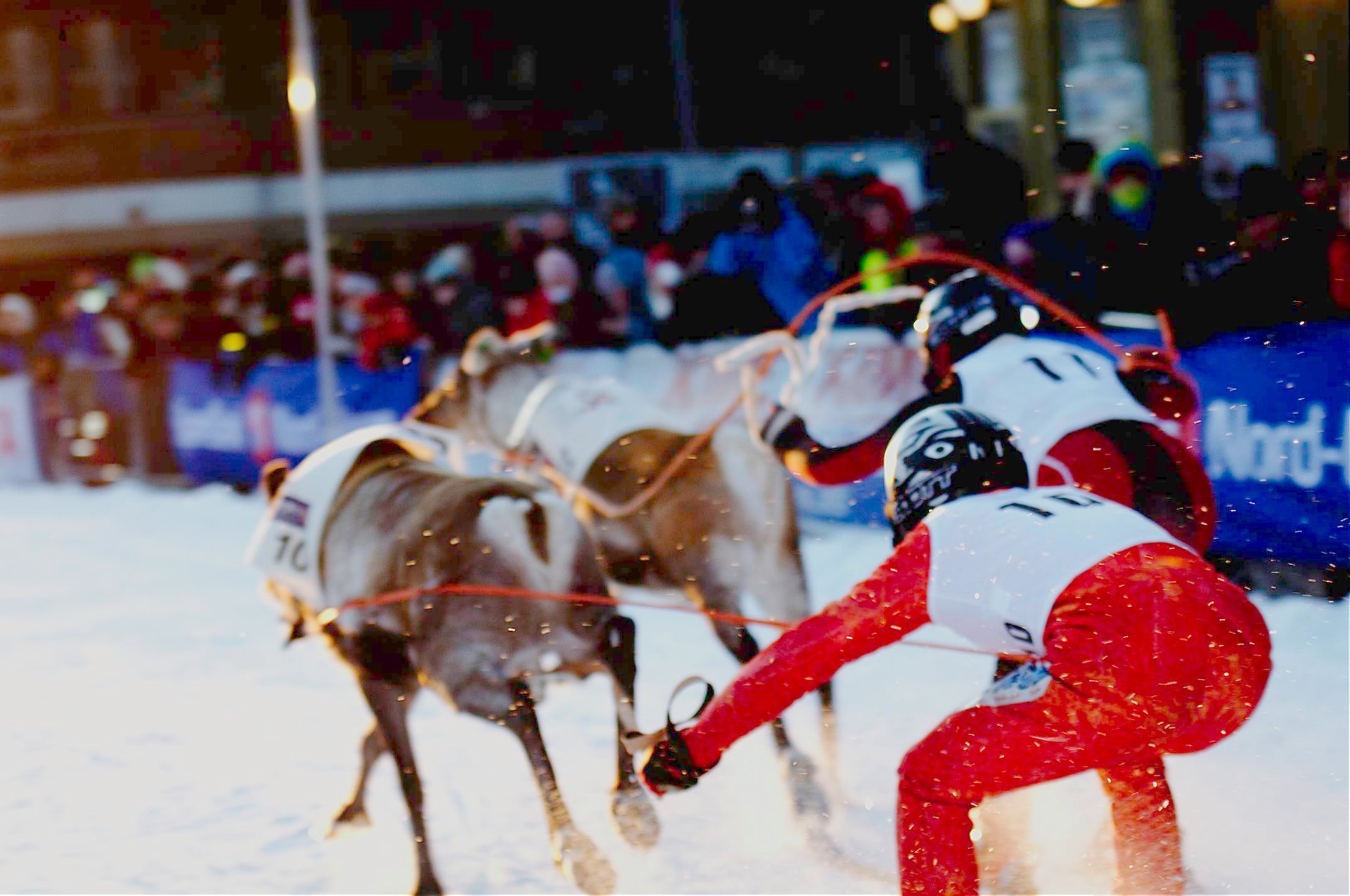 World Reindeer Racing Championships (Sami Week)