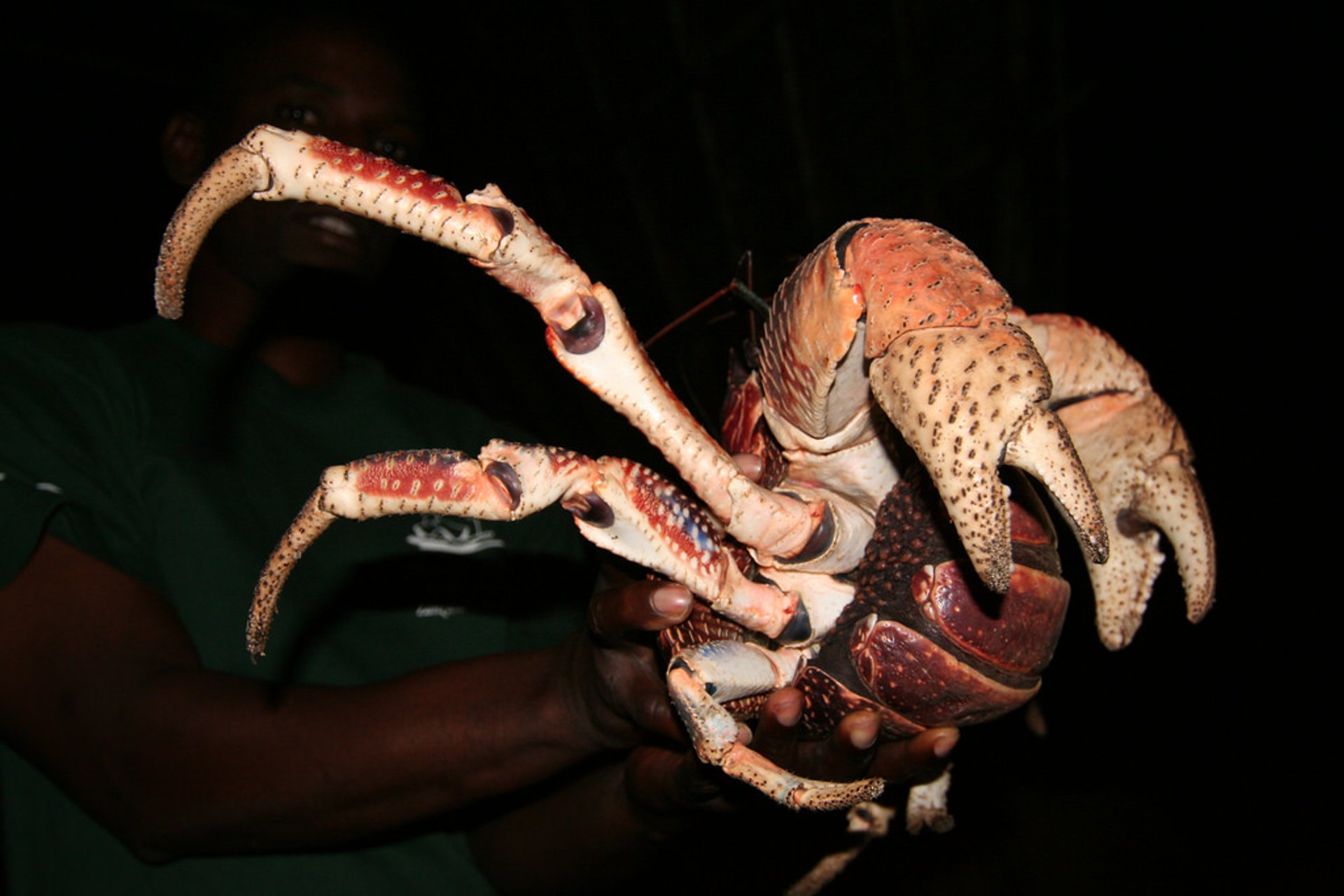 Coconut Crabs auf Chumbe Island