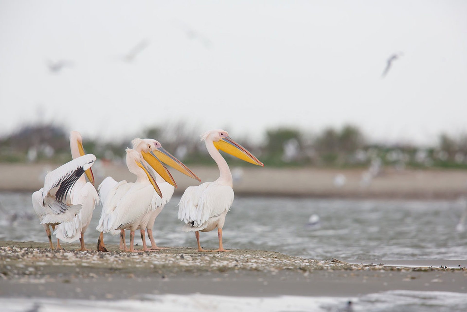 Observación de aves o ornitología