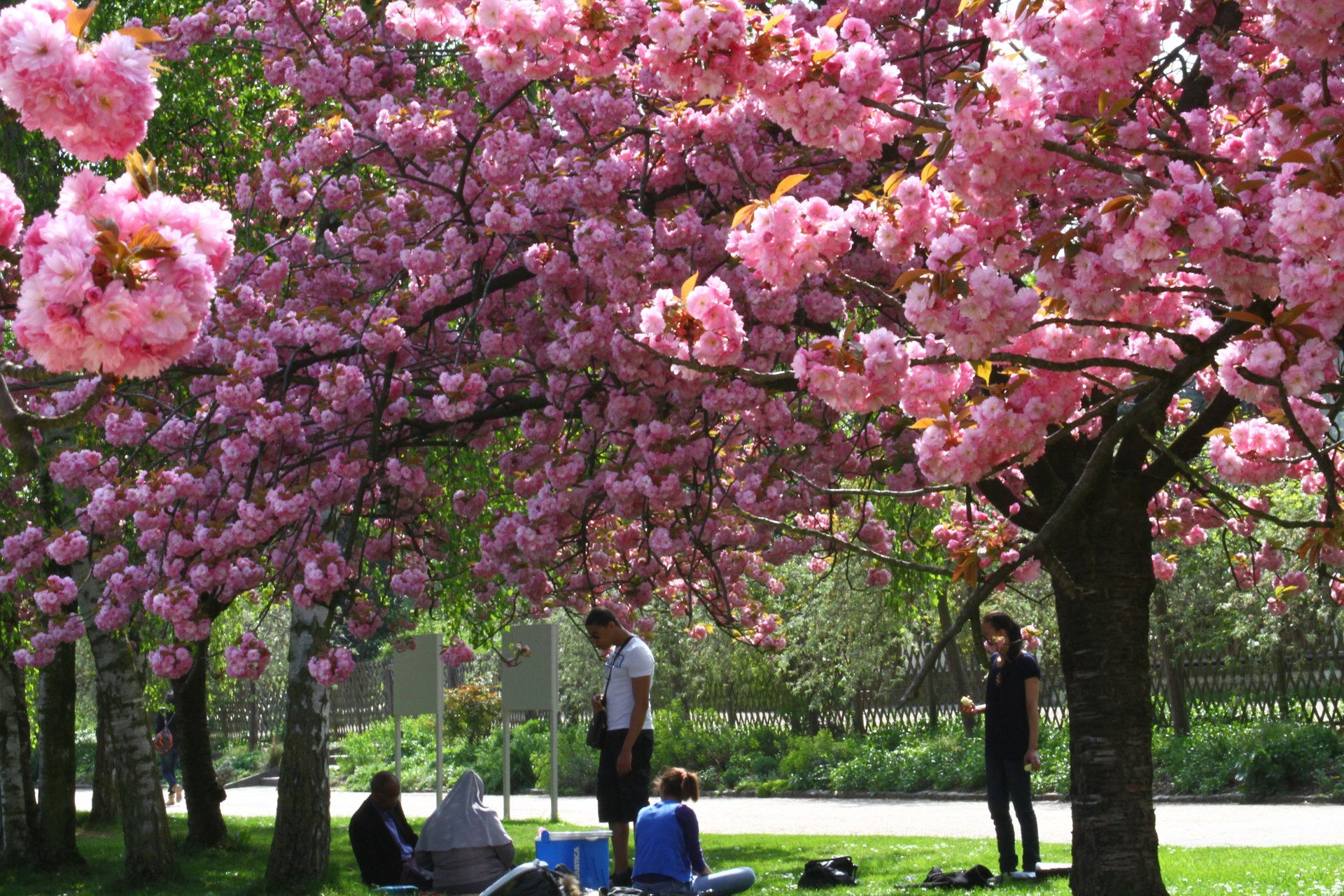 Cerezos en flor en Madrid, 2024