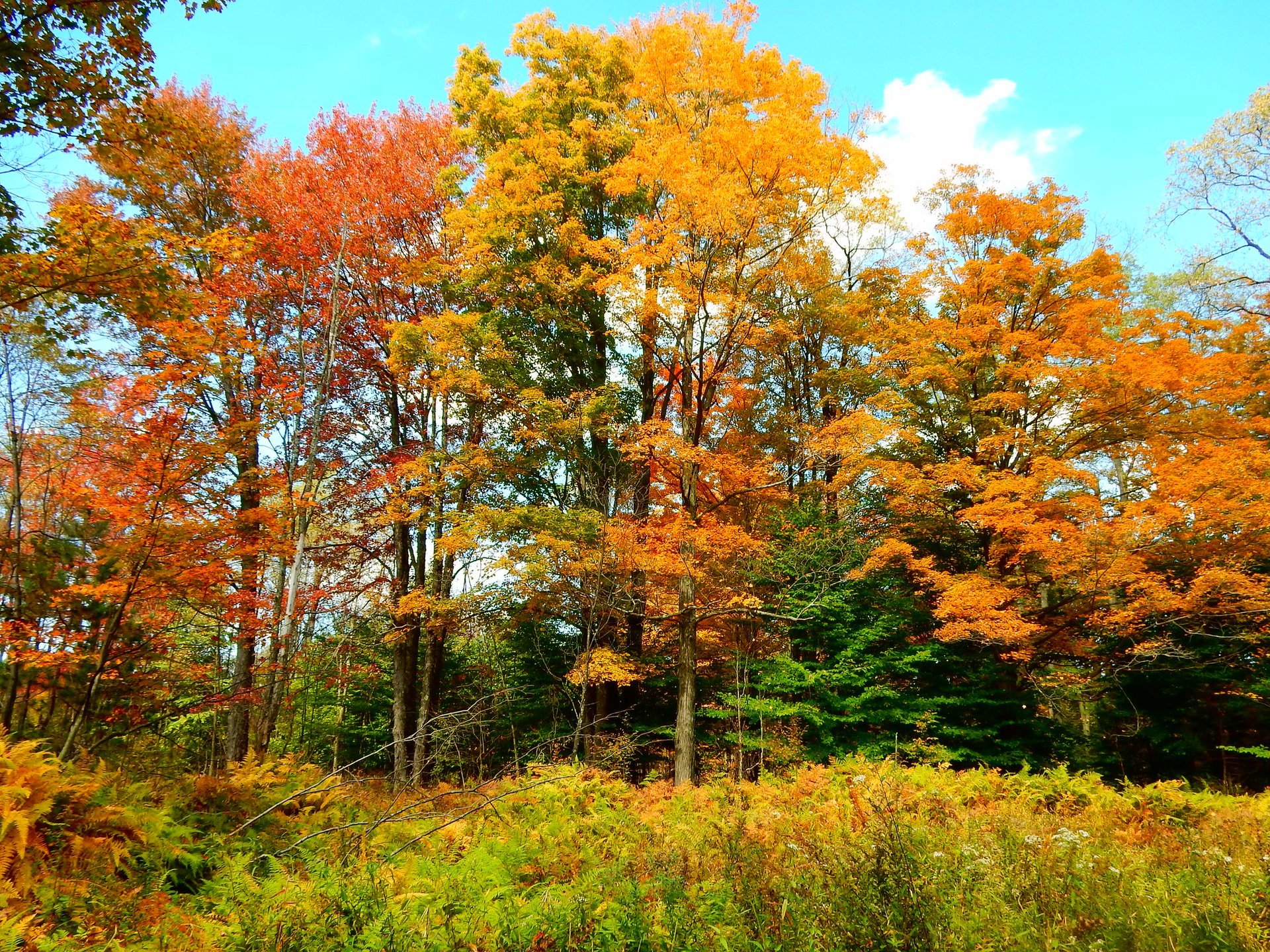 Pennsylvania Herbstlaub