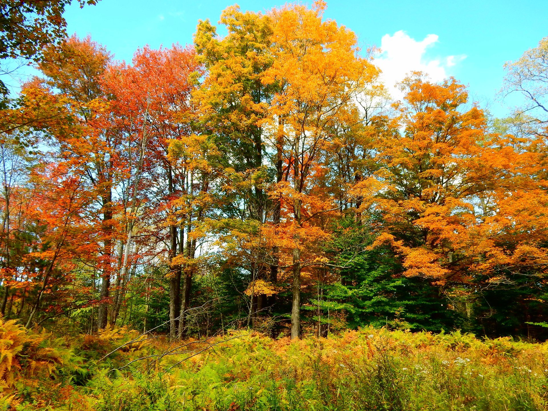 Fogliame autunnale di Pennsylvania