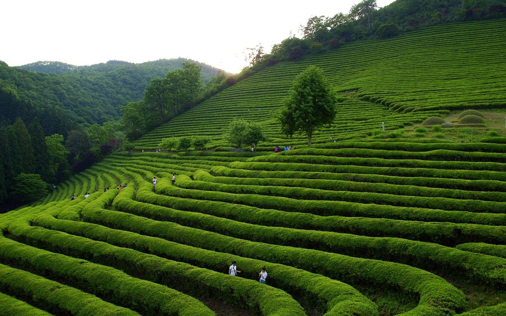 Campos de chá verde