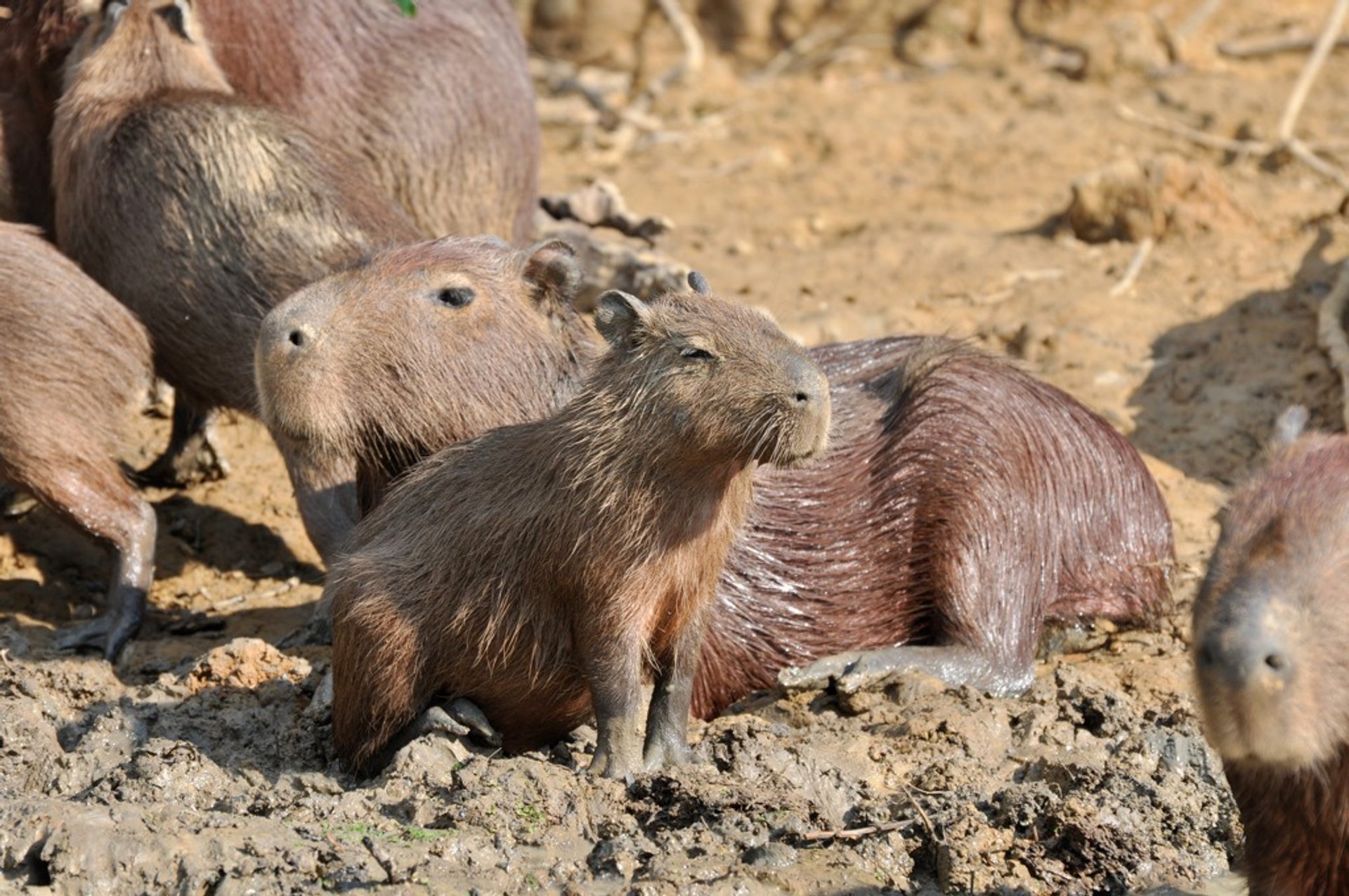 Capybara en Bolivia, 2023