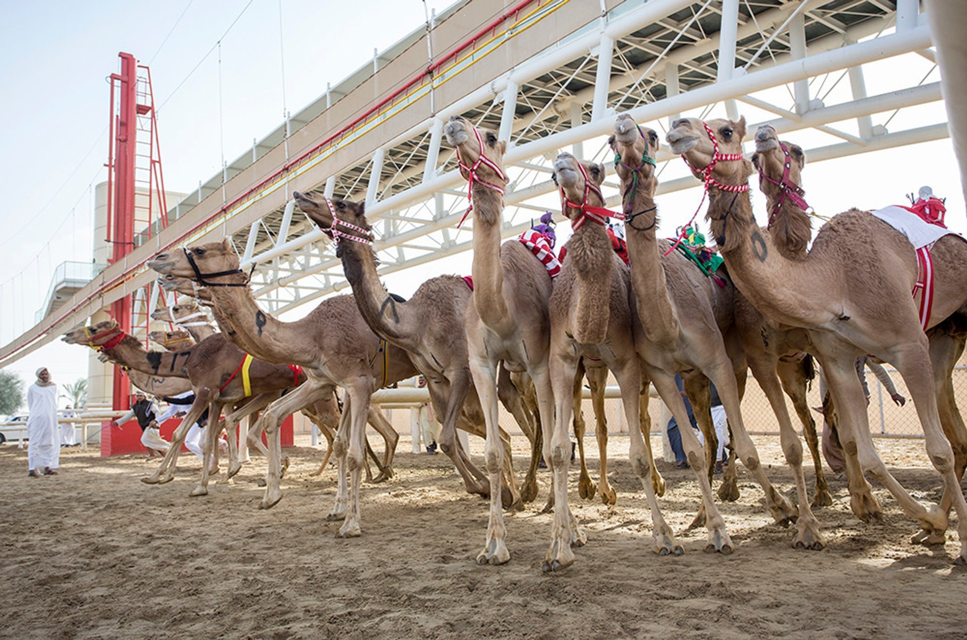 Temporada de Corridas de Camel