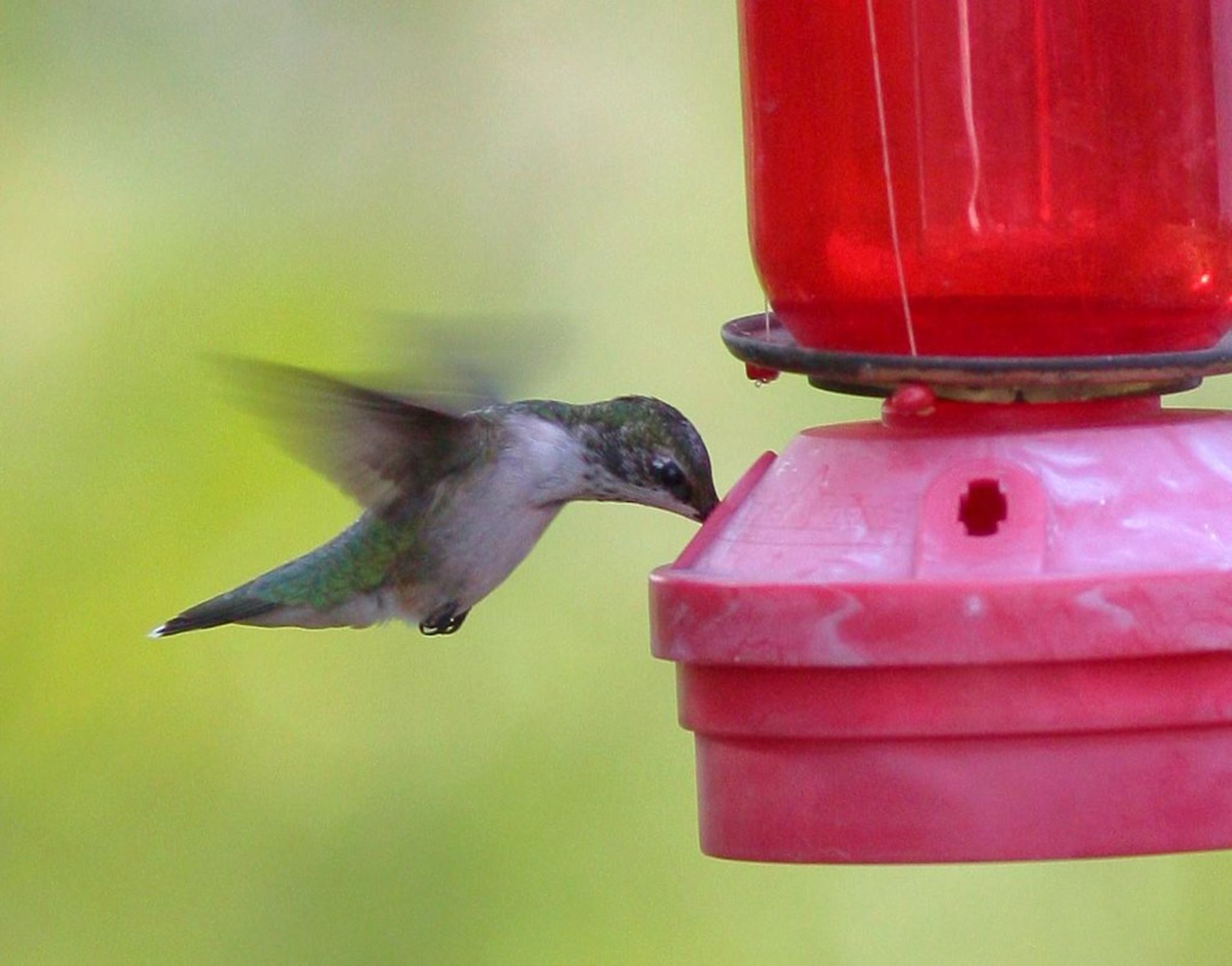 Colibris en Arkansas