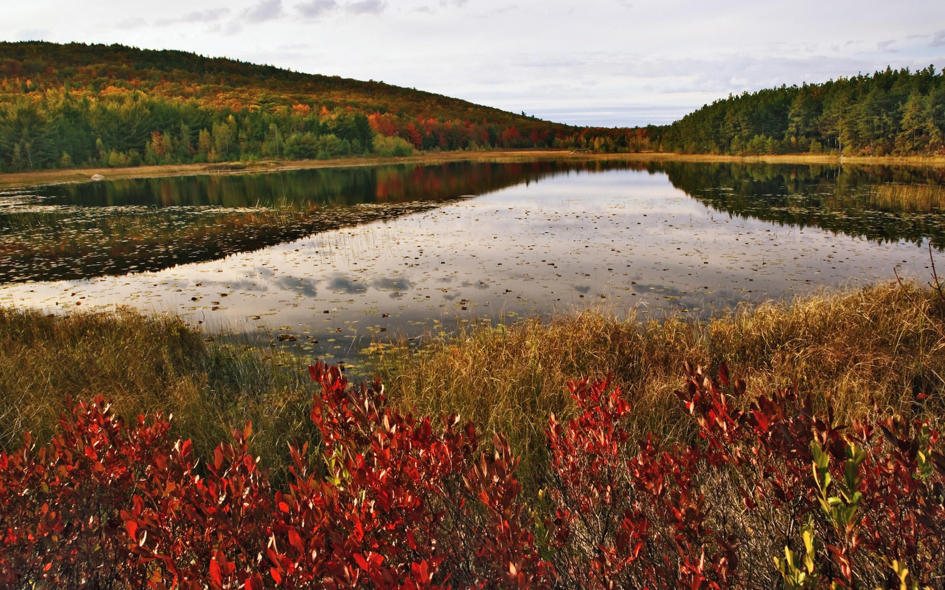 Acadia National Park Fall Colors