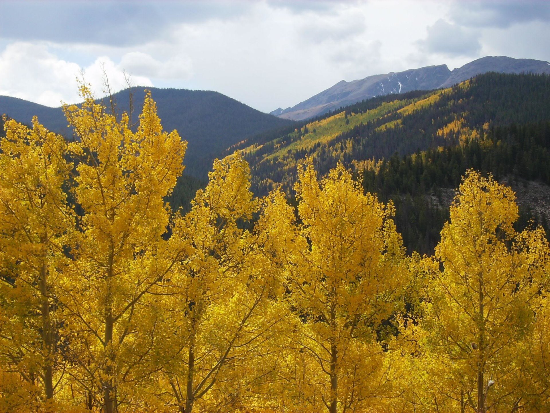 Breckenridge Herbstlaub