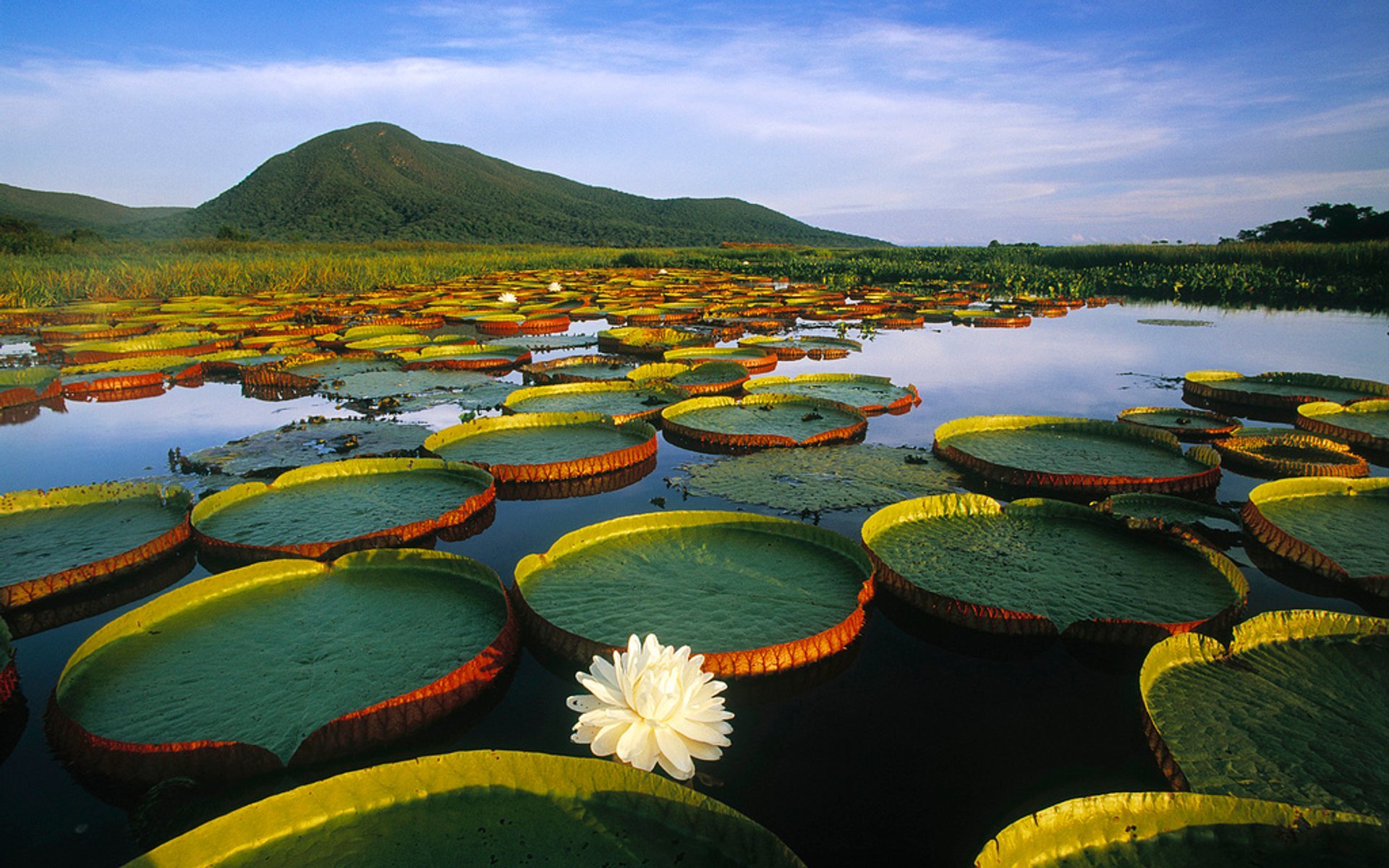 Best Time to See Pantanal in Brazil 2024 - When to See 